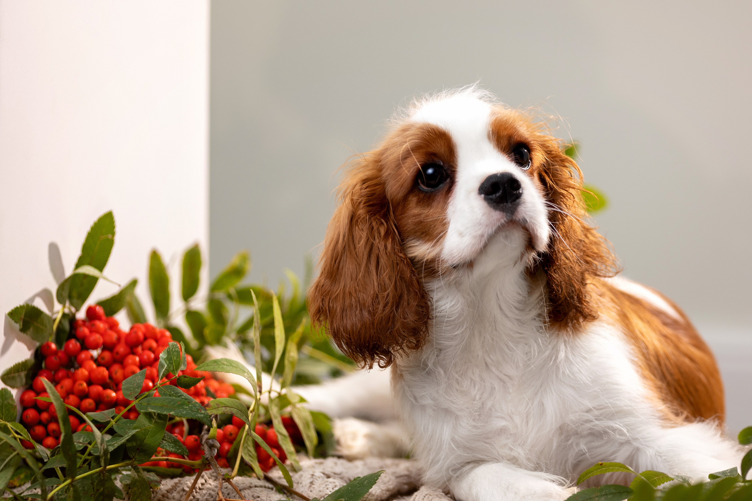 Студийная съемка. Фотограф — анималист в Москве и области Ольга Петракова