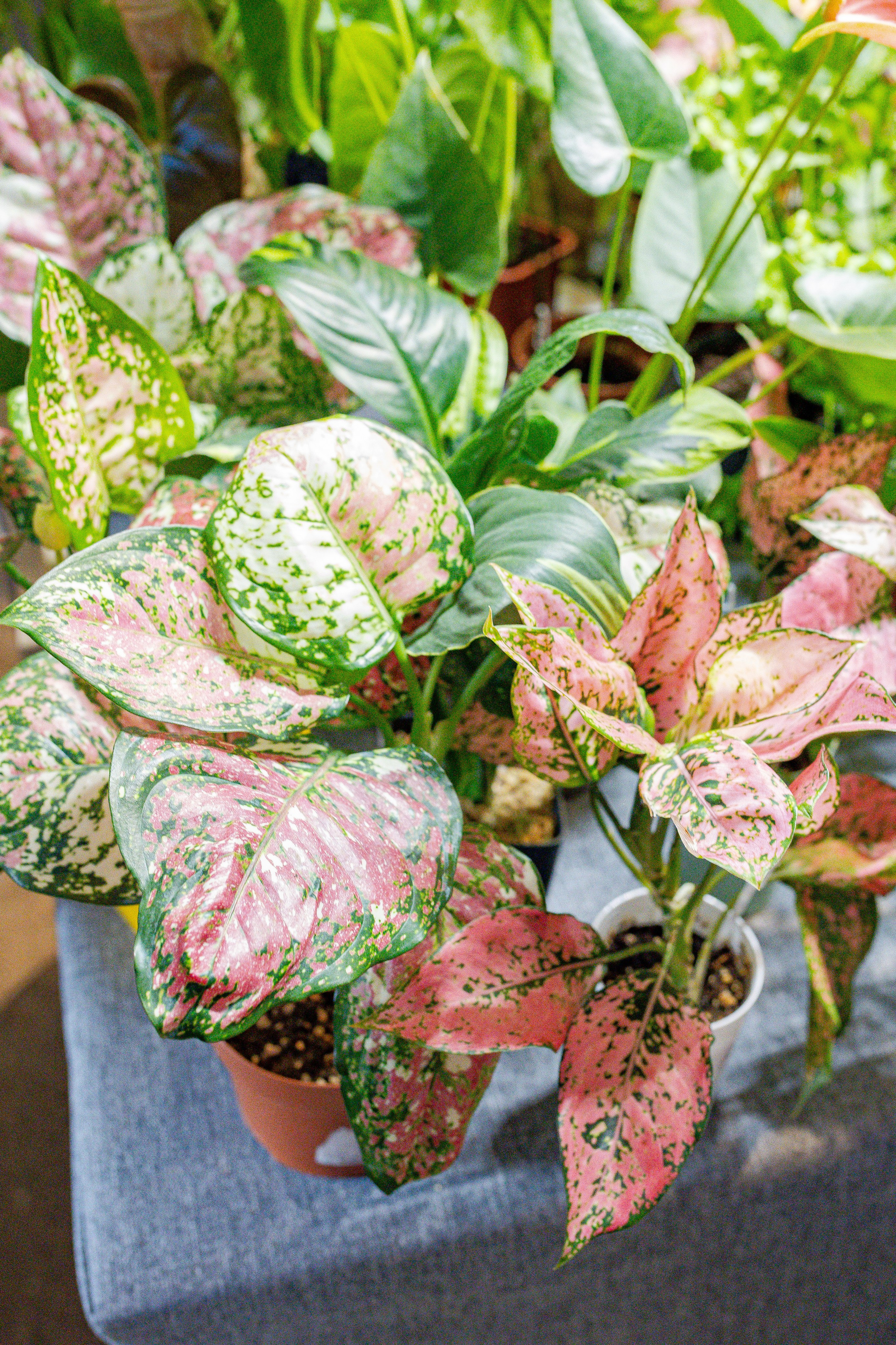 Growbox 1–2 марта. Александра Куликова фотограф, Москва