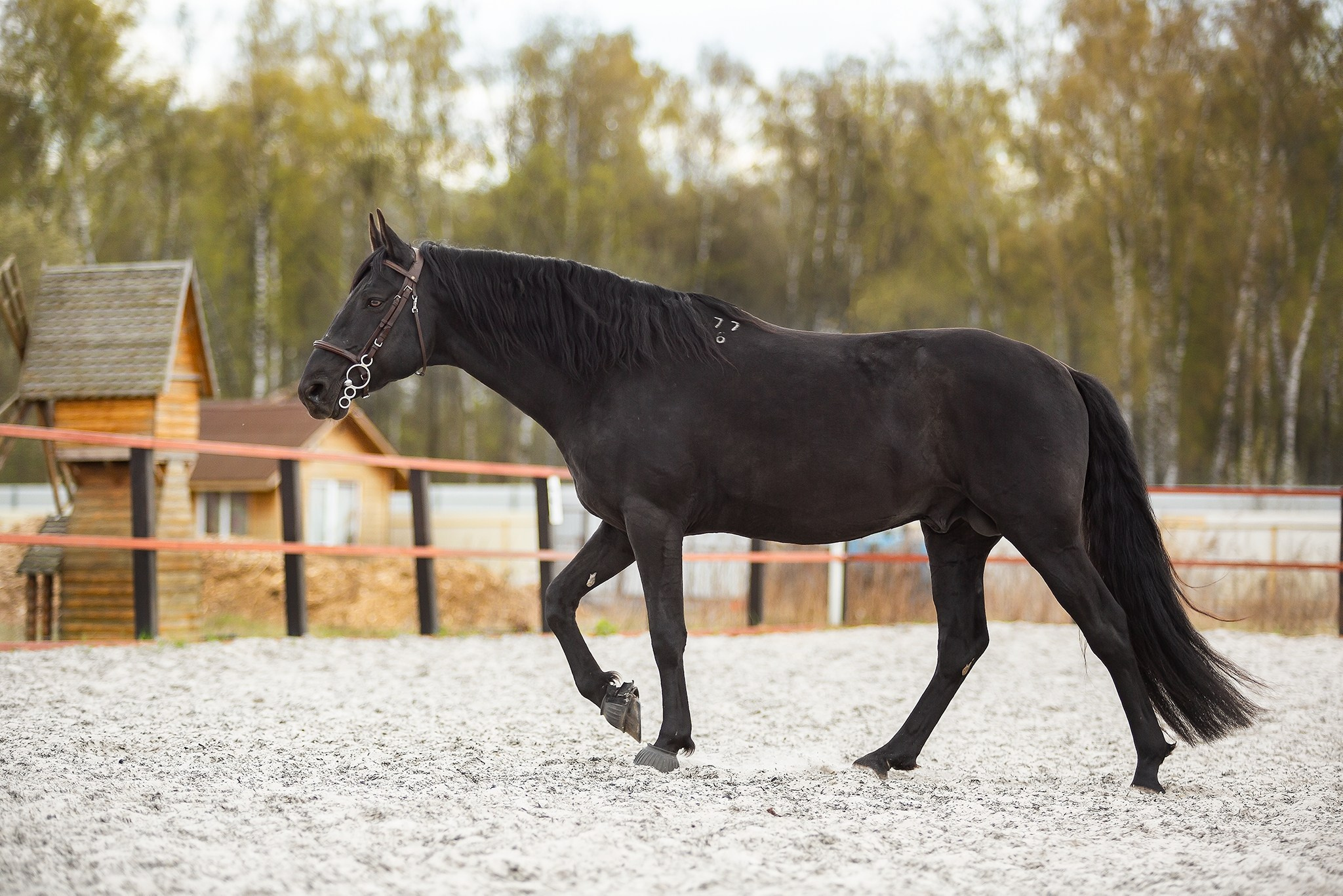 Контакты. Конный фотограф Юлия Дроздова