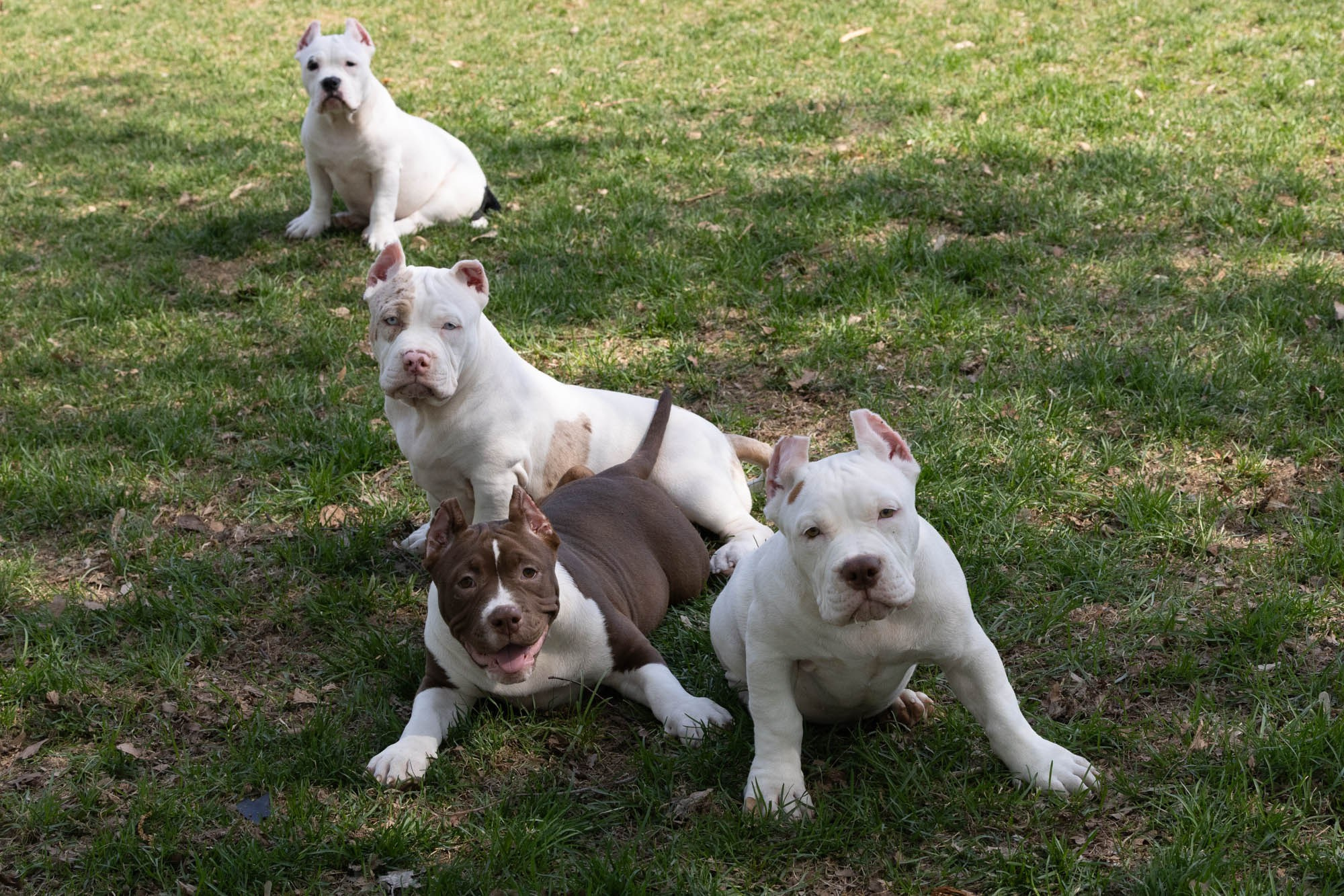 Виктория Михайловская. Фотограф-анималист. Москва