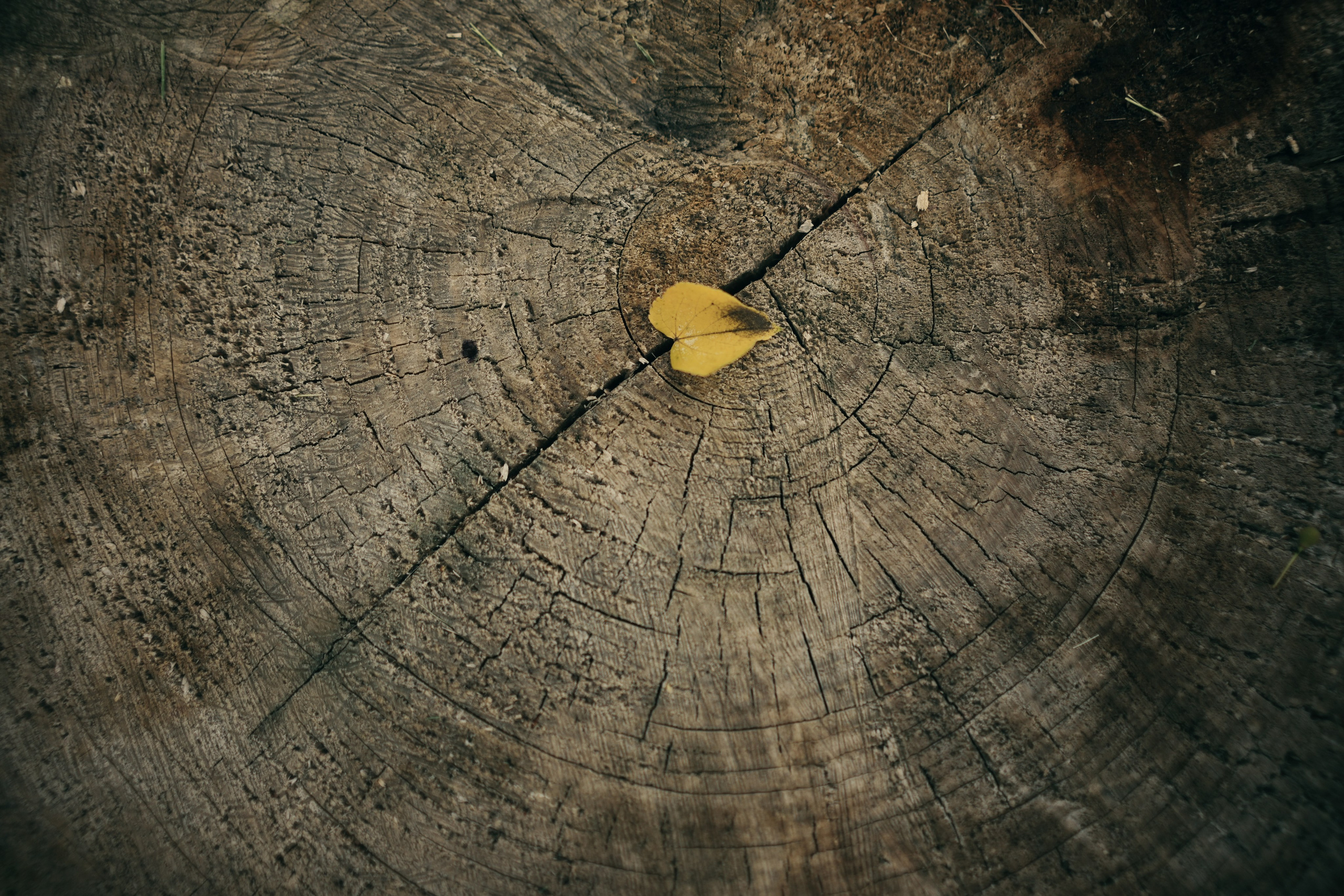 Девушка в летнем парке. Fotографиня из Санкт-Петербурга Настя Шуман