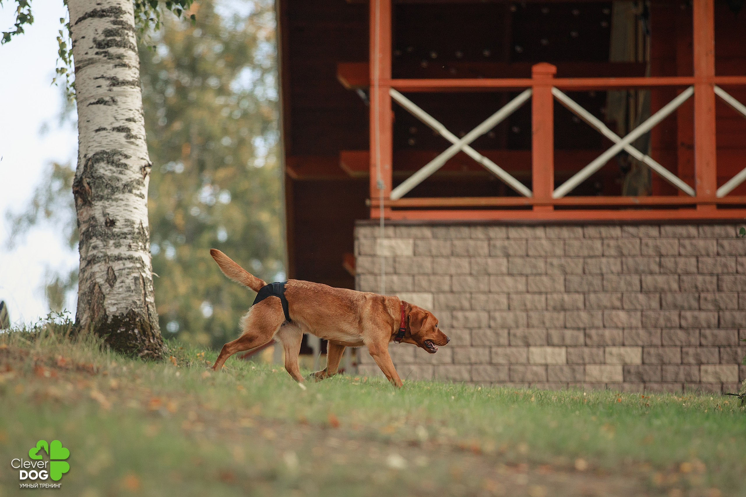 Кинологический лагерь CleverDog, 2024. Фотограф-анималист Mary Mart — Москва, Питер