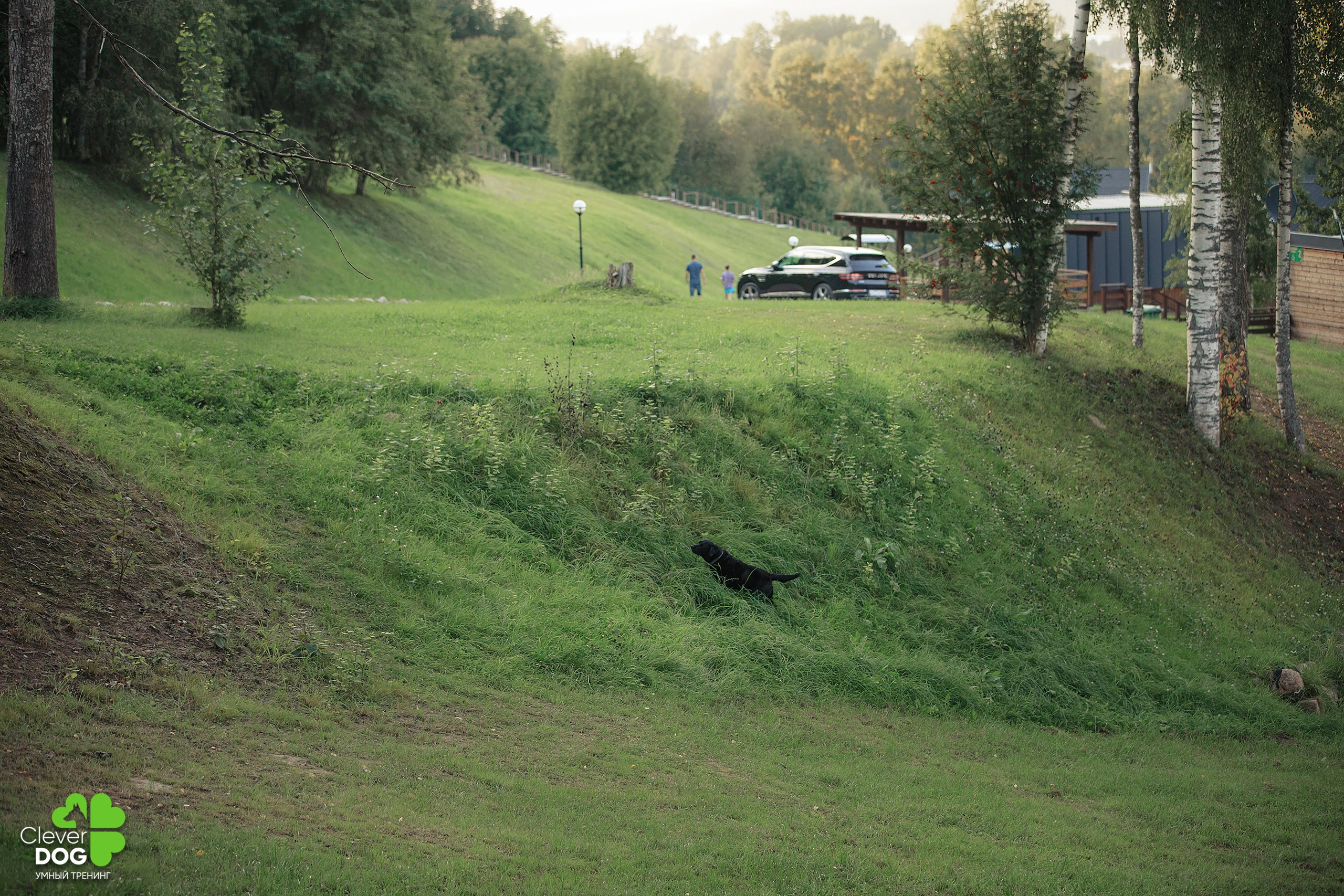 Кинологический лагерь CleverDog, 2024. Фотограф-анималист Mary Mart — Москва, Питер