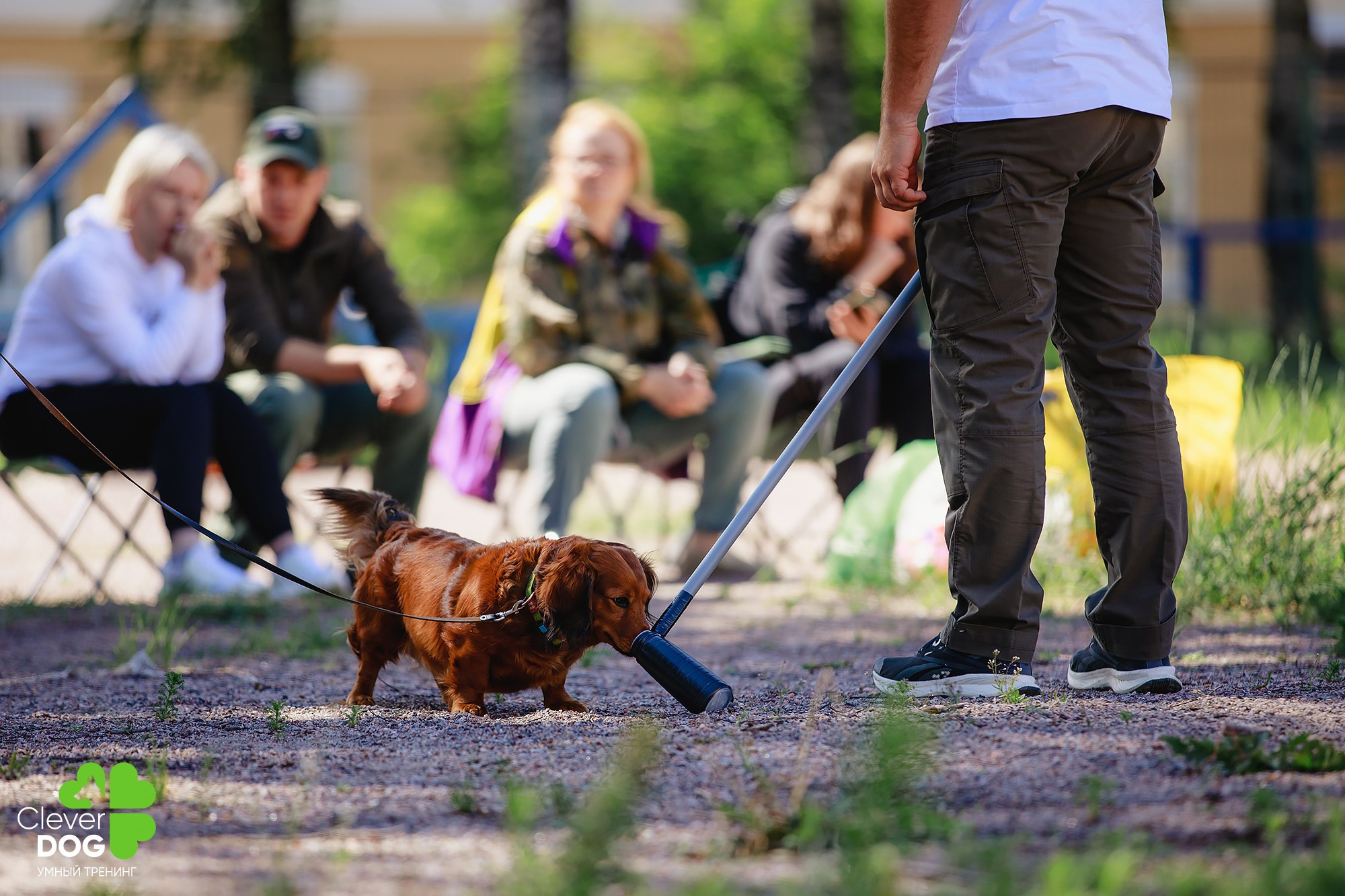Семинар по поиску запаха с Иваном Ломовым, организатор CleverDog, СПб. Фотограф-анималист Mary Mart — Москва, Питер