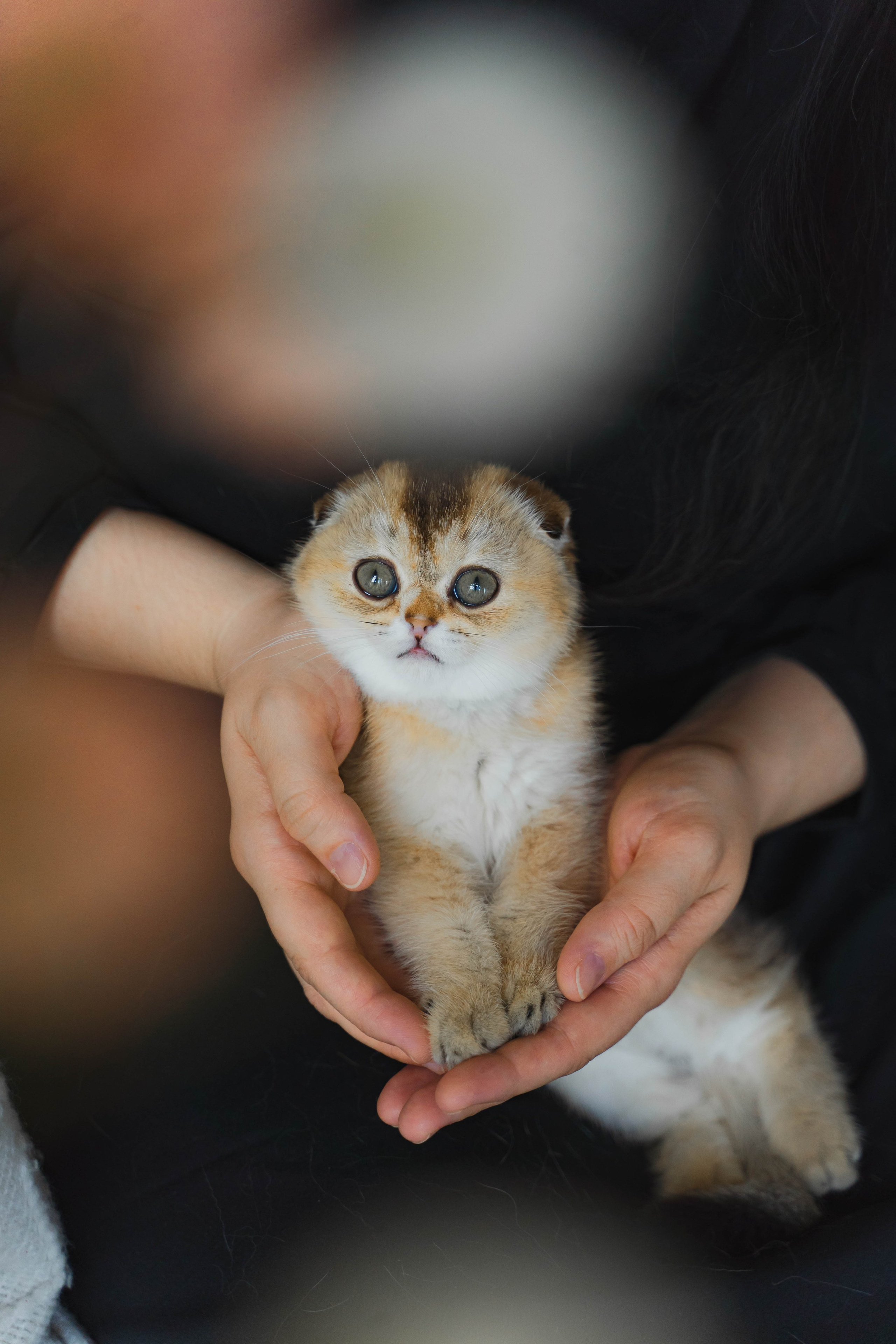 Питомник Шотландских кошек. Фотограф в Москве Ленарская Дарья