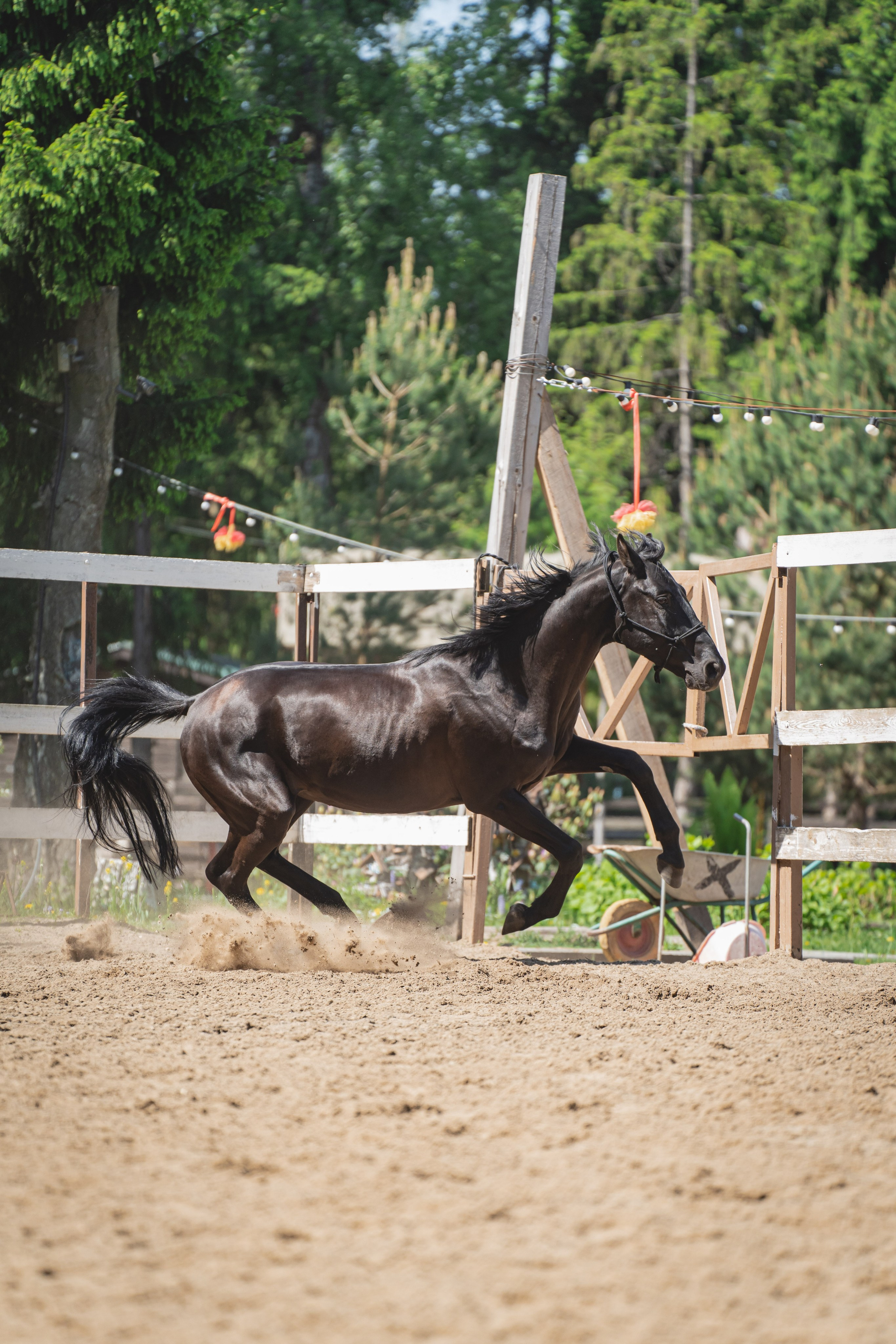 Экстерьер и спорт. Фотограф в Москве Ленарская Дарья