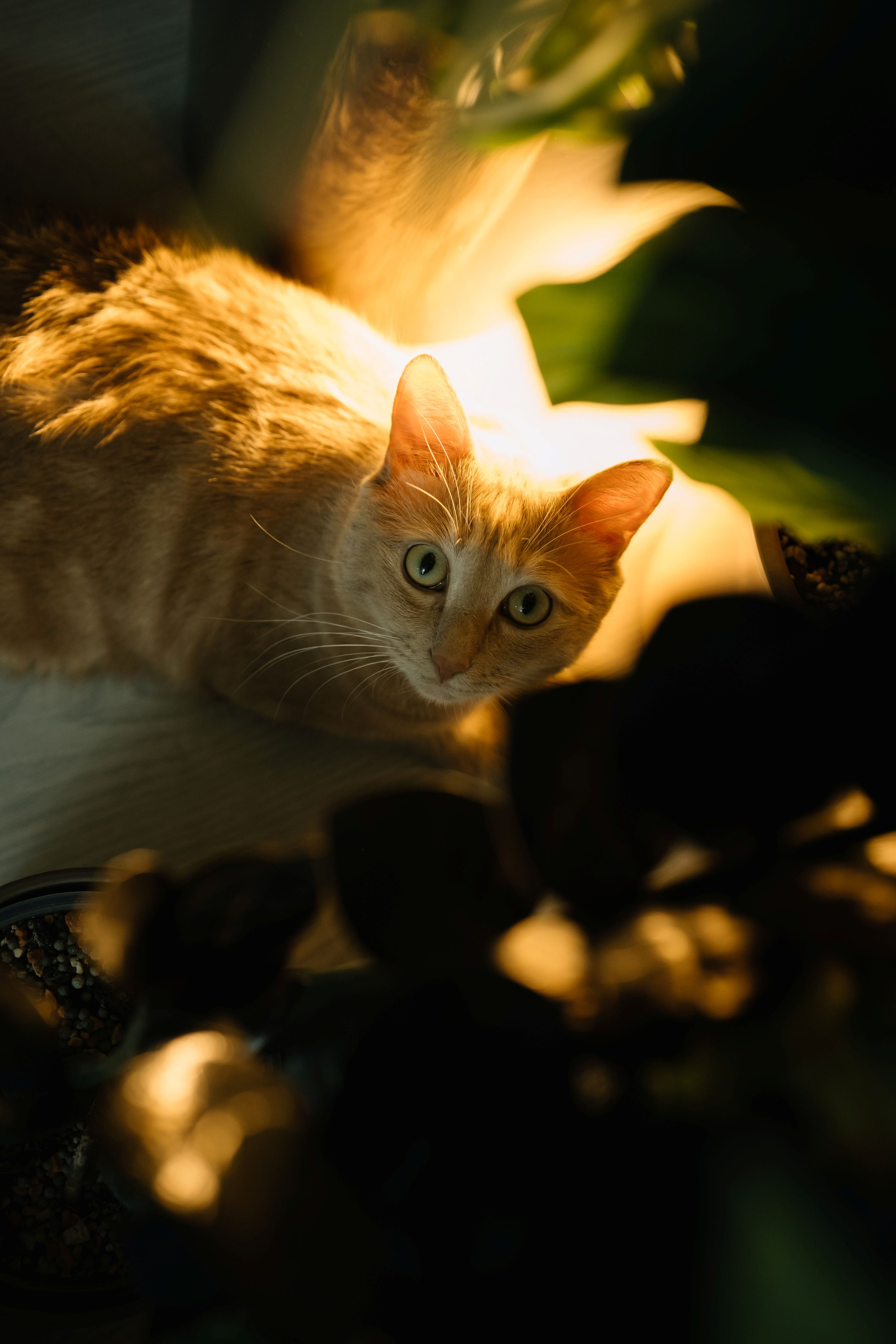 Домашняя фотосессия. Портретный фотограф в Чите Анна Камратова. Помогу Вам создать историю, в которой Вы — главный герой!