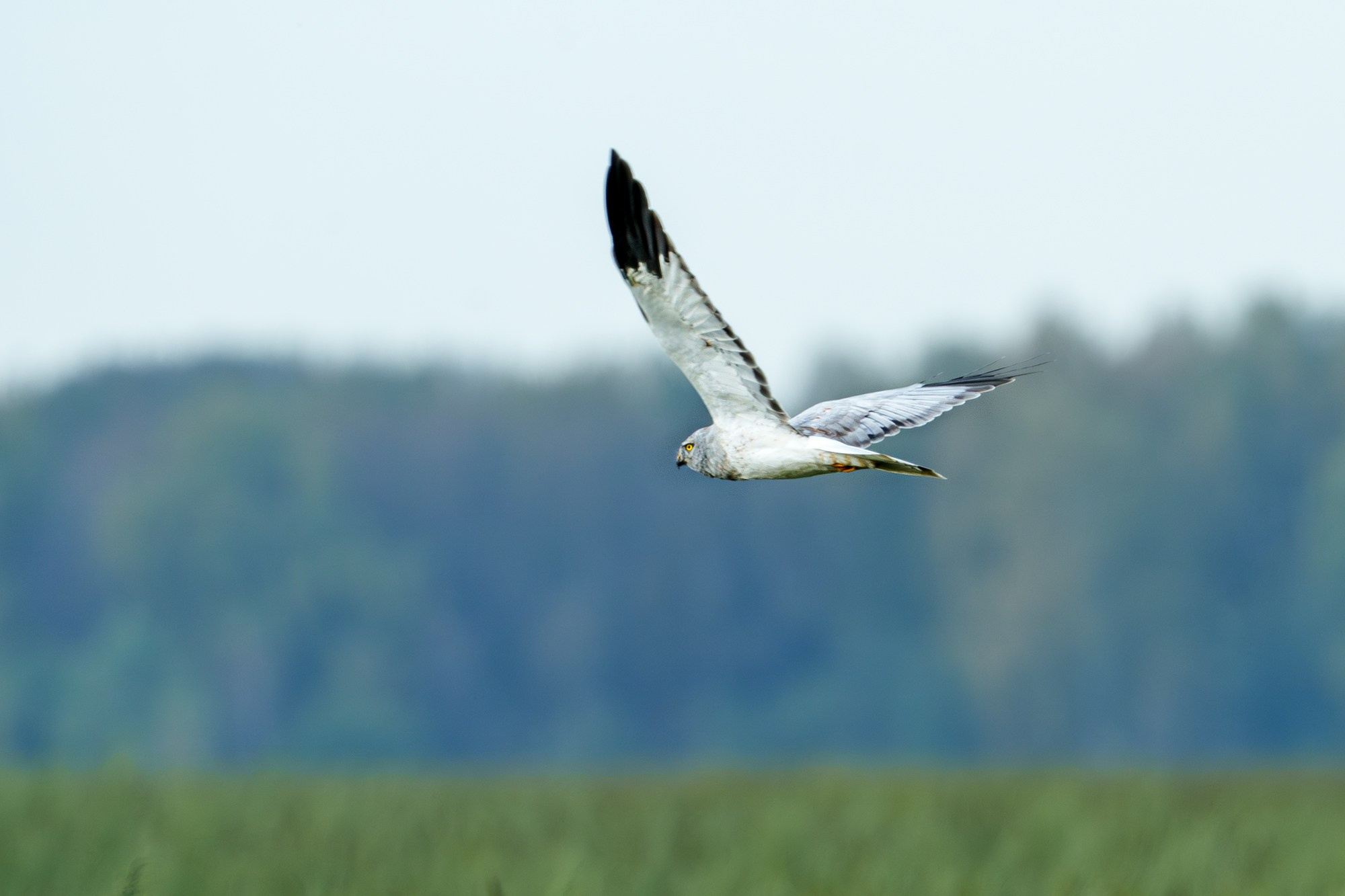 Удивительные мир птиц. Вокруг нас столько прекрасного — присмотритесь!. Ваш личный фотограф Марина Волкова