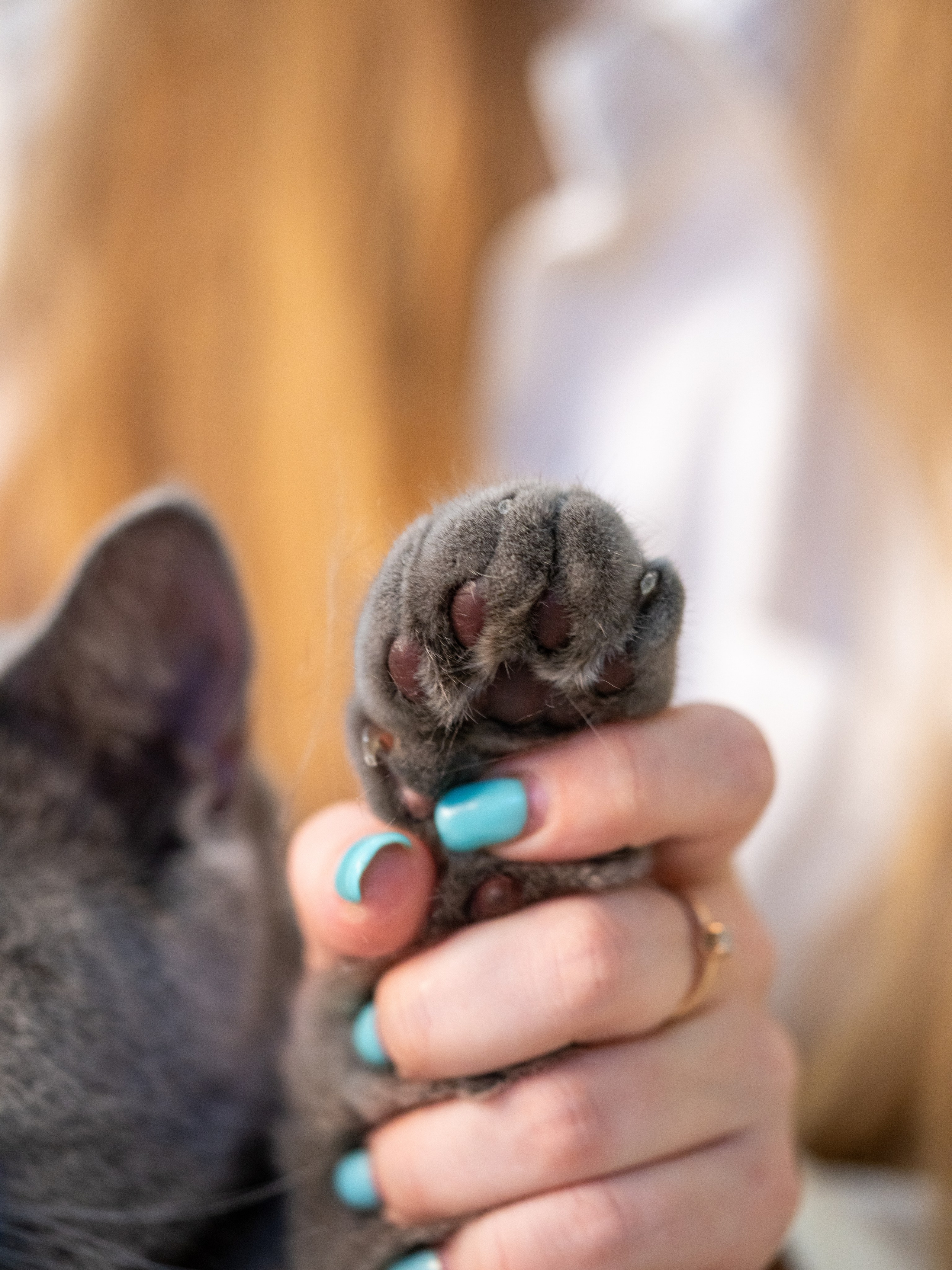 Съемки с животными. КЕД Студия-контент агентство полного цикла СПБ. Создаём фото, видео и контент, который помогает брендам и селлерам продавать больше