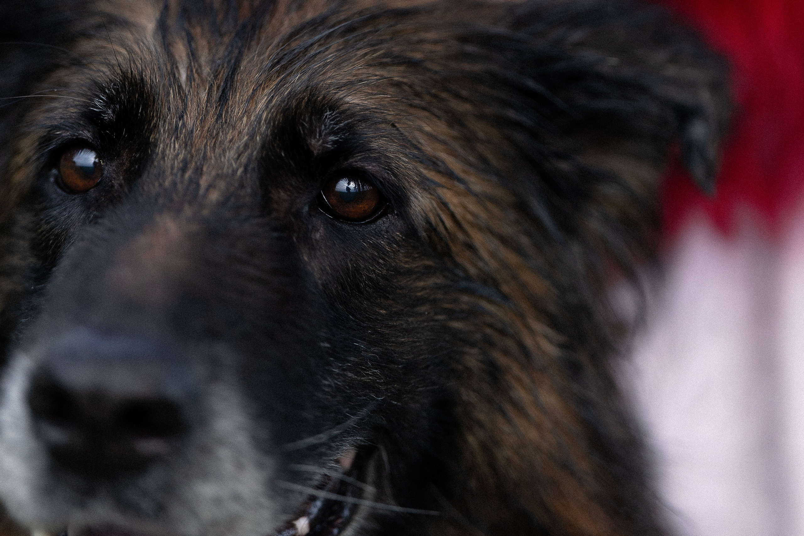 Алена, Фанни и Фрея. Фотограф и видеограф анималист Аганина Дарья