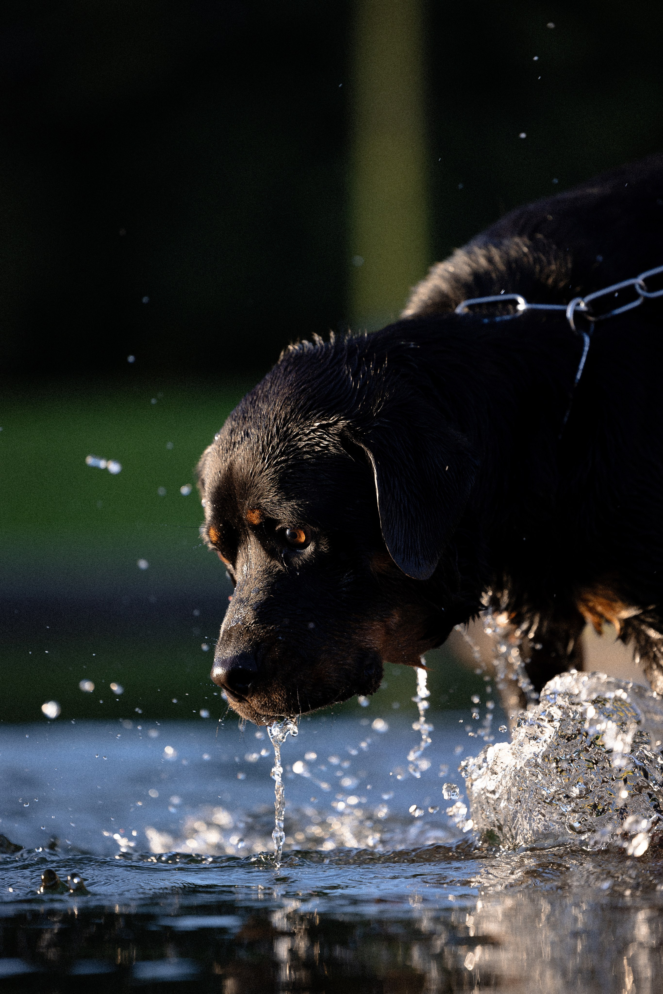 Катя, Леша, Лея и Трой. Фотограф и видеограф анималист Аганина Дарья