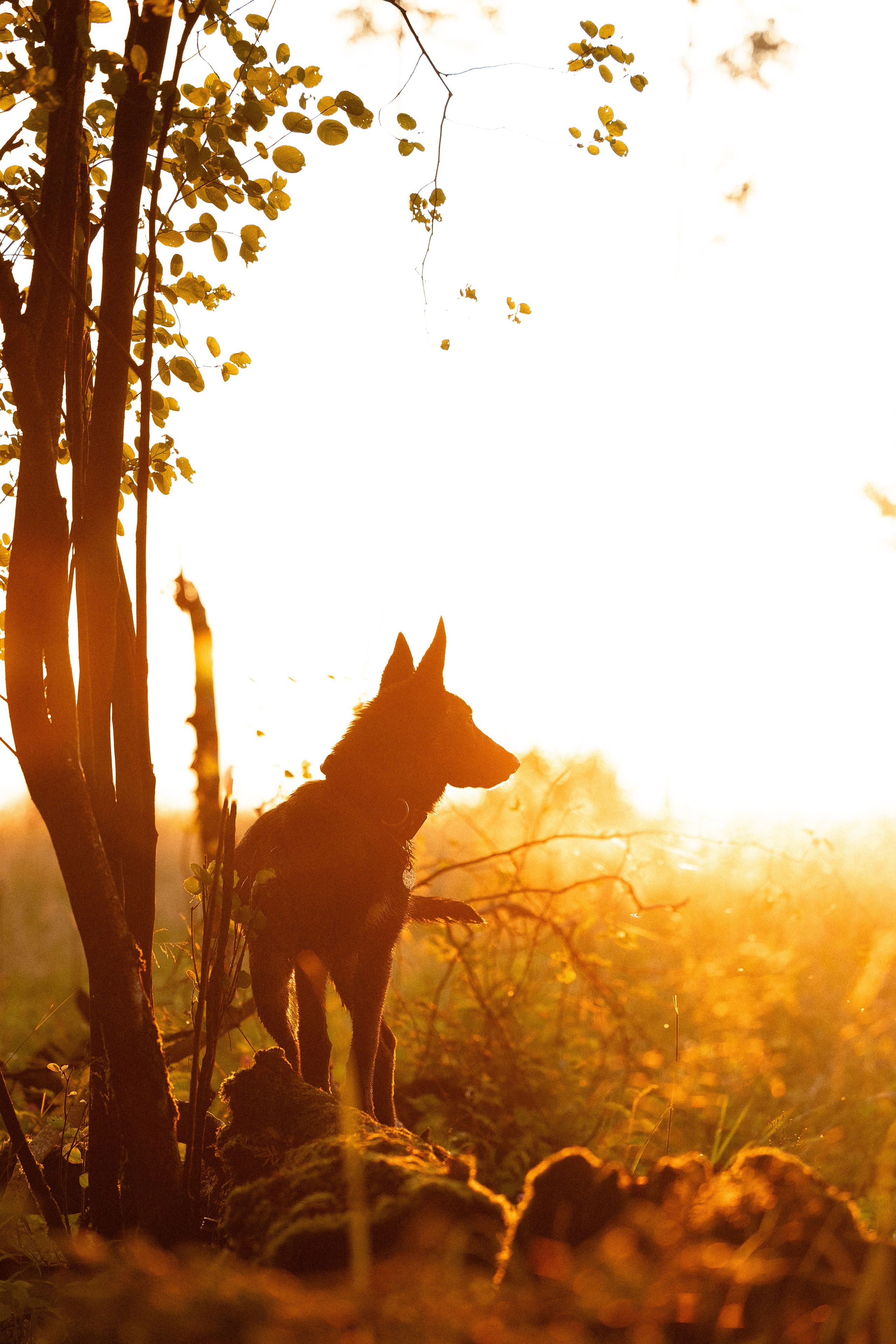 Галина и Лоя. Фотограф и видеограф анималист Аганина Дарья