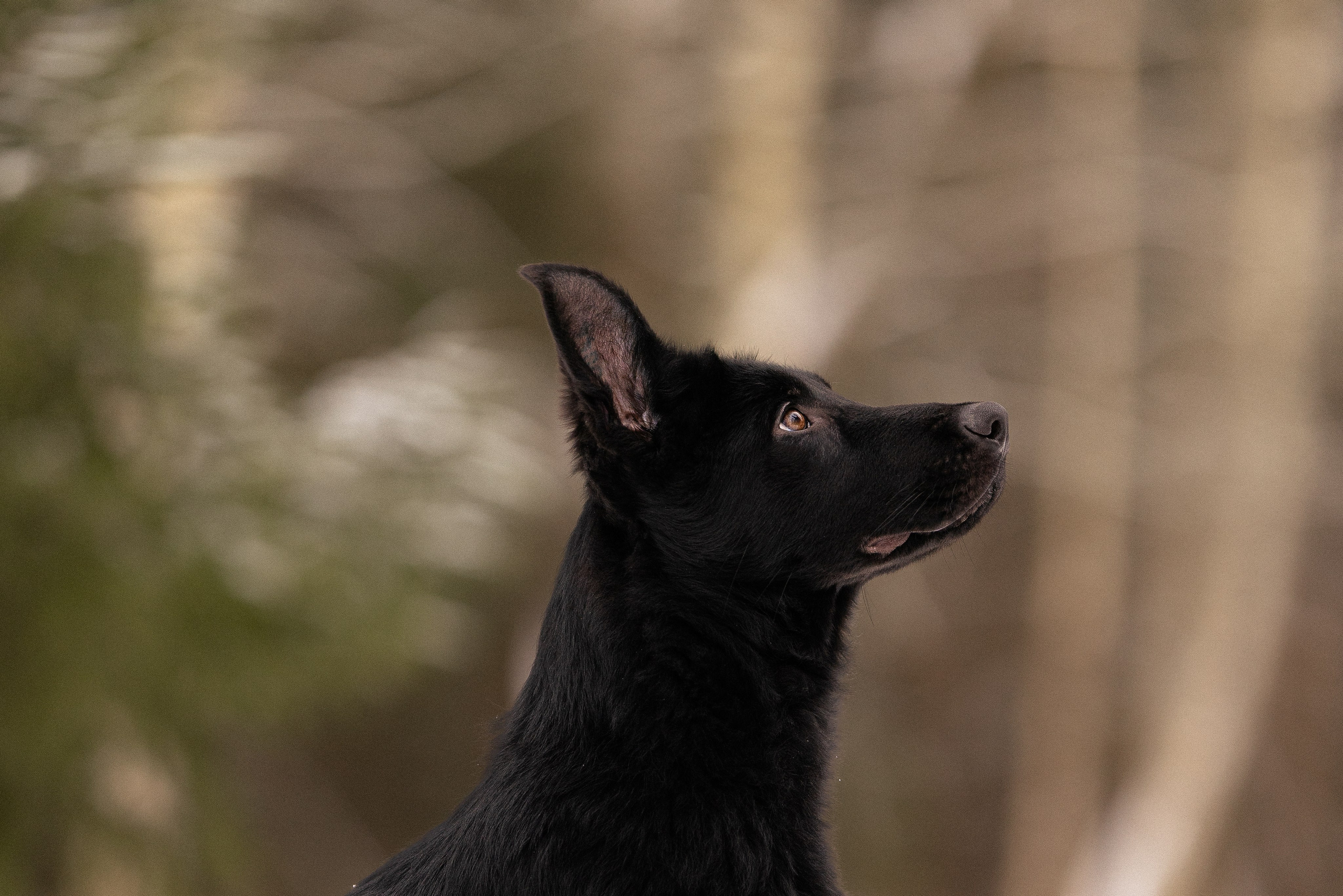 Немецкая овчарка. Фотограф и видеограф анималист Аганина Дарья