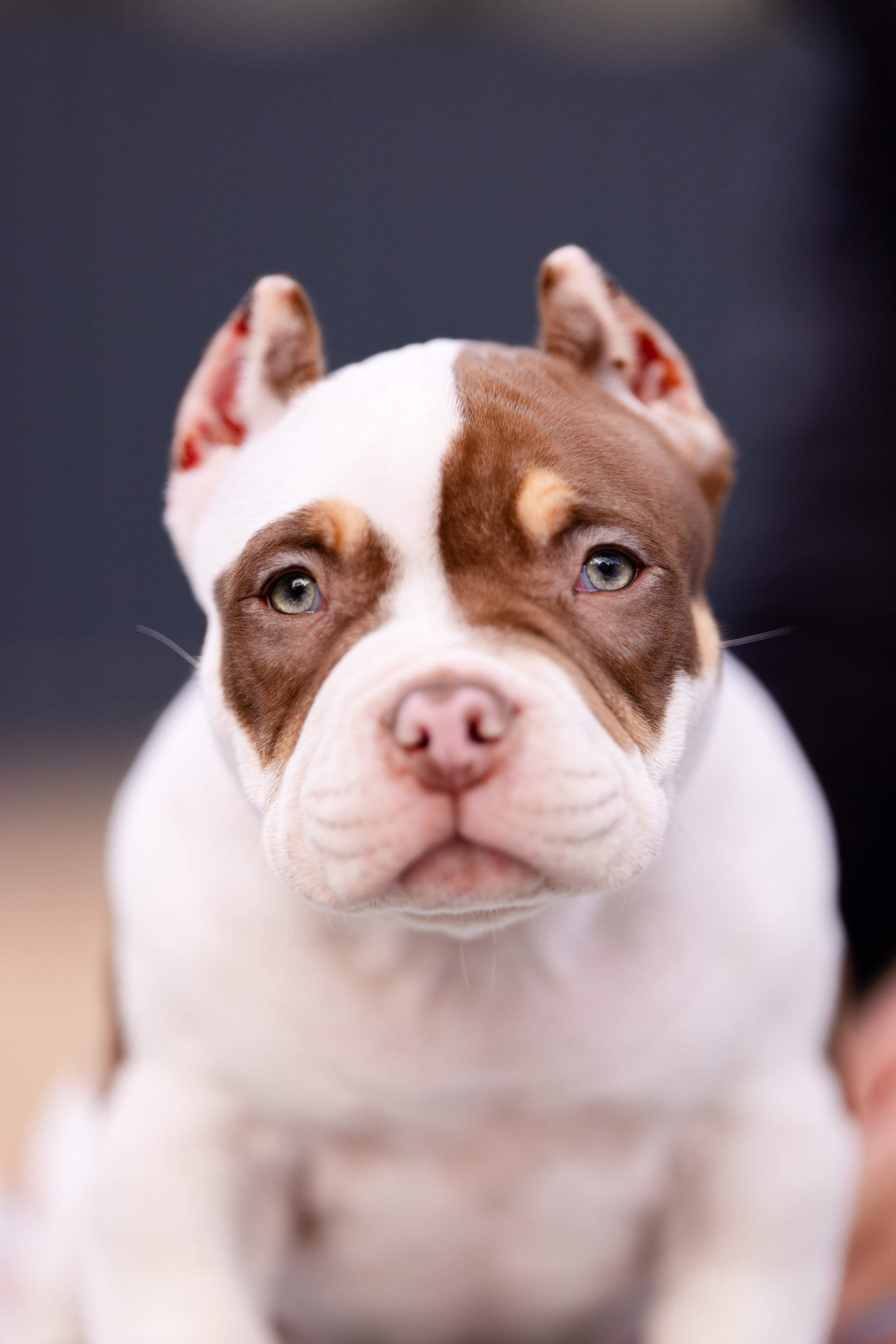 Булли. Фотограф и видеограф анималист Аганина Дарья