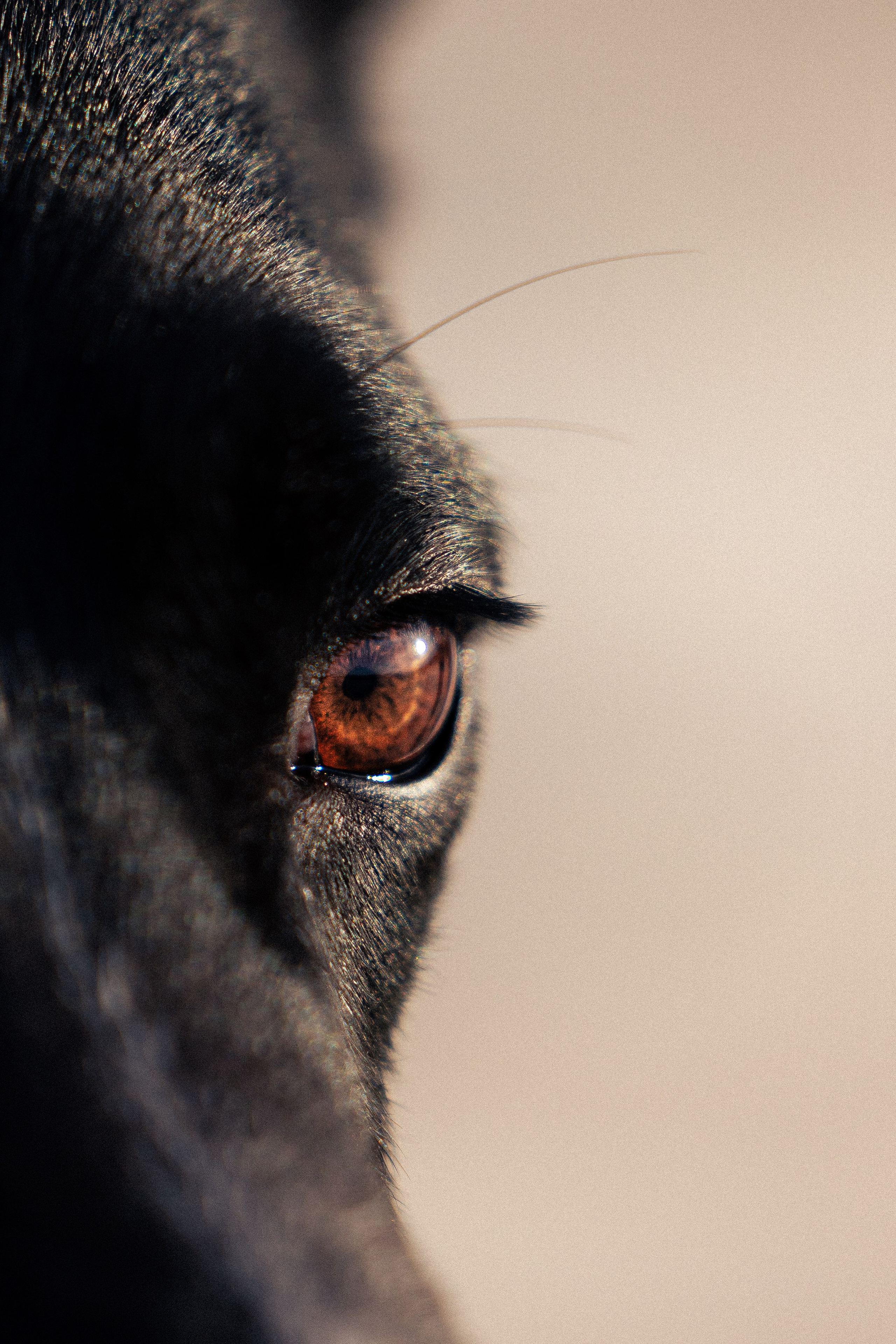 Кольский. Фотограф и видеограф анималист Аганина Дарья