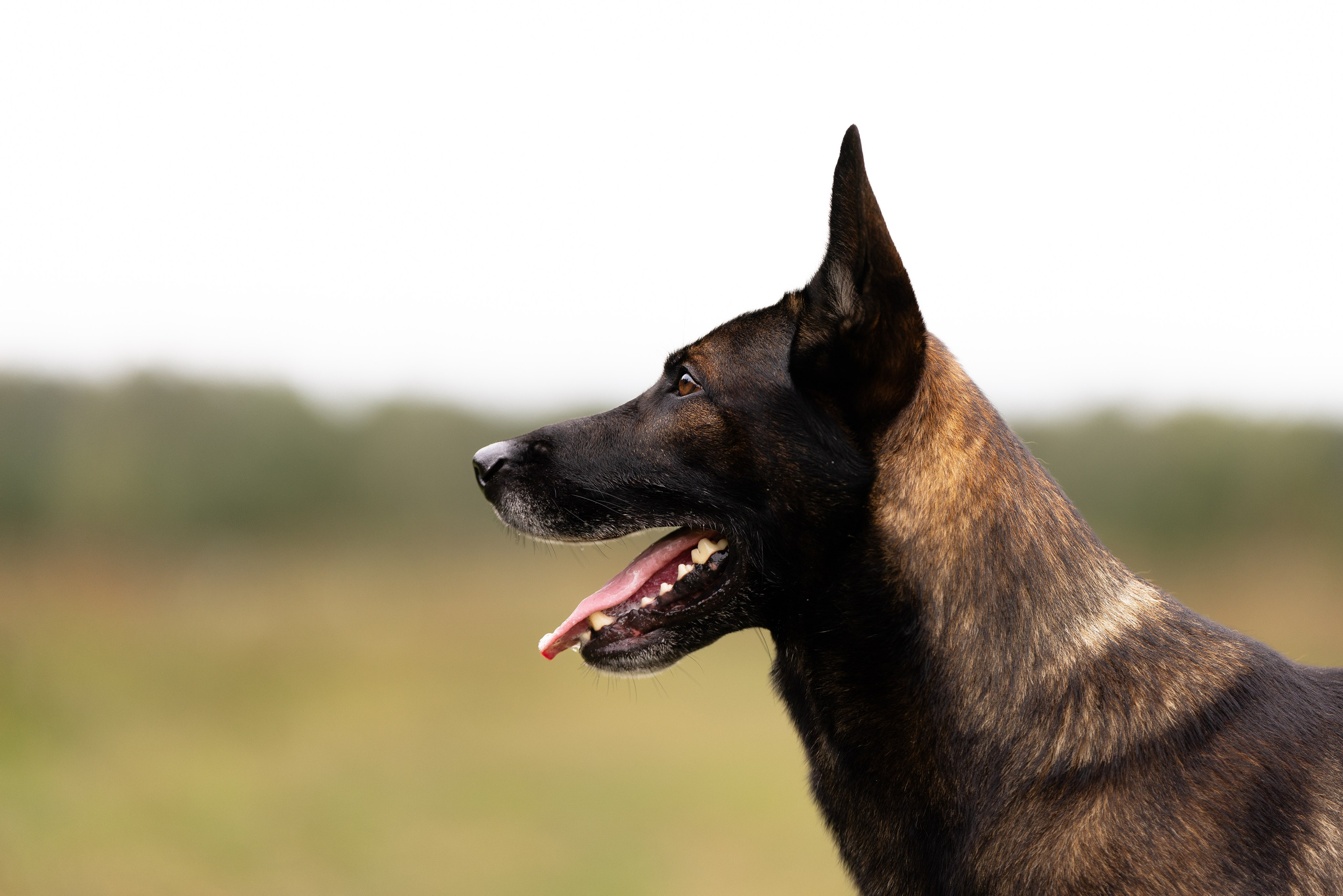 Макс. Фотограф и видеограф анималист Аганина Дарья