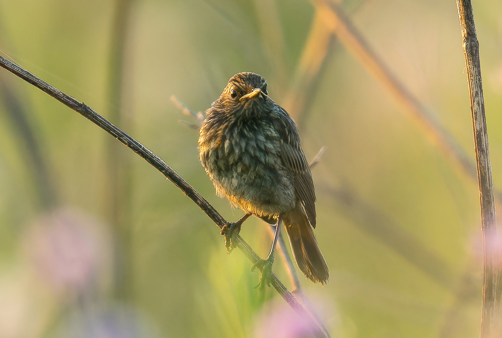 Удивительные мир птиц. Вокруг нас столько прекрасного — присмотритесь!. Ваш личный фотограф Марина Волкова