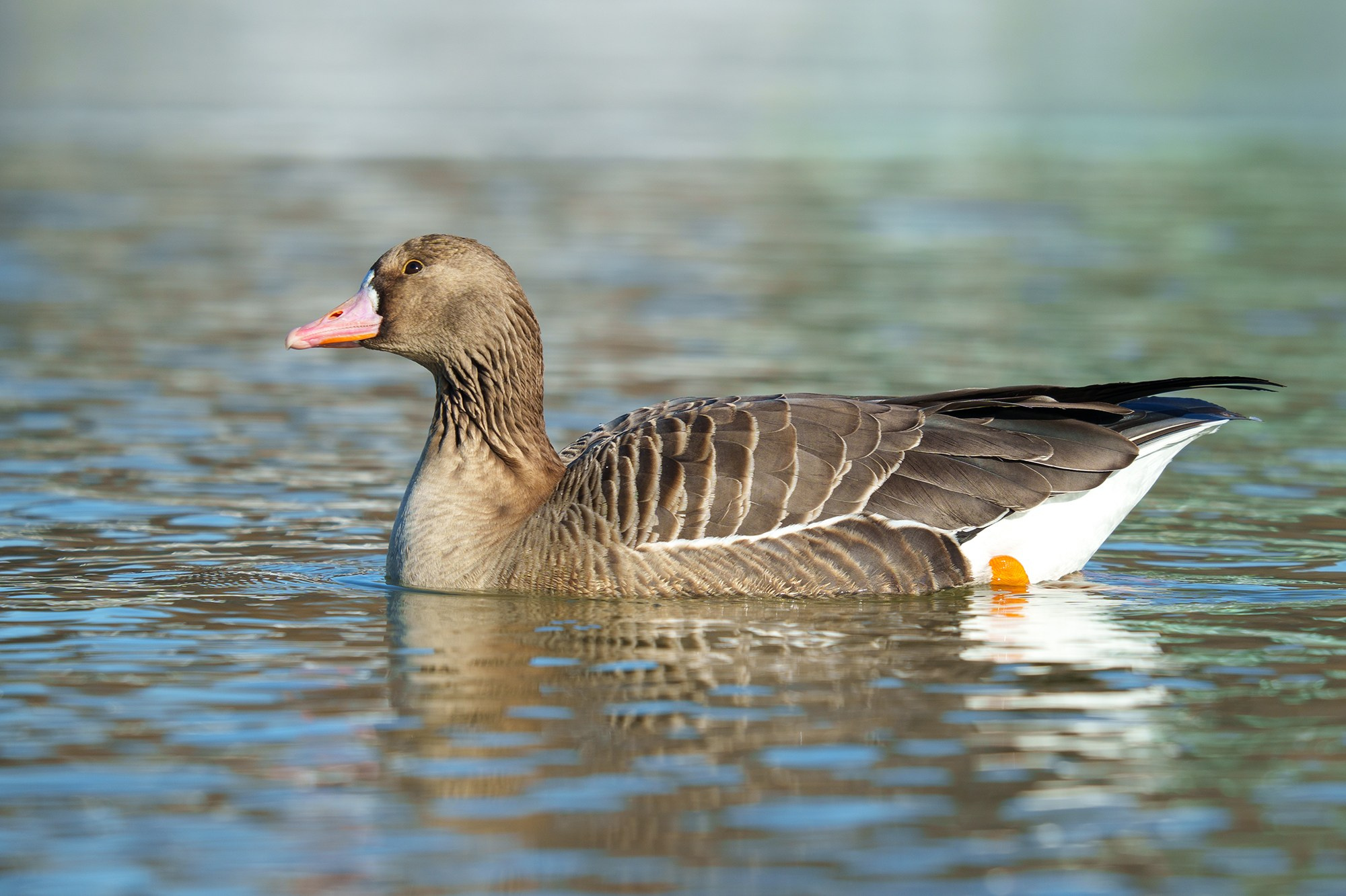 Удивительные мир птиц. Вокруг нас столько прекрасного — присмотритесь!. Ваш личный фотограф Марина Волкова