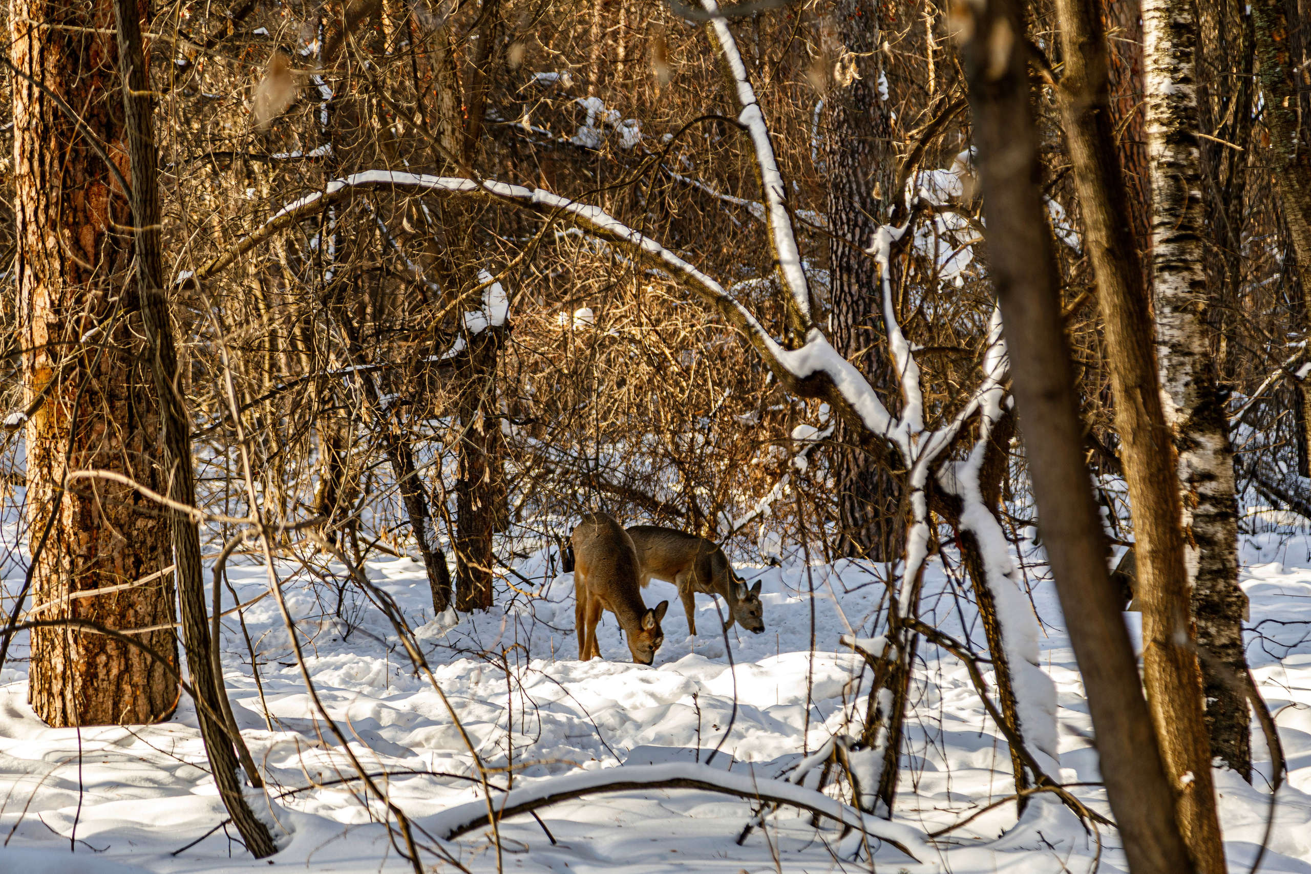 Косули. Фотограф Андрей Гузеев