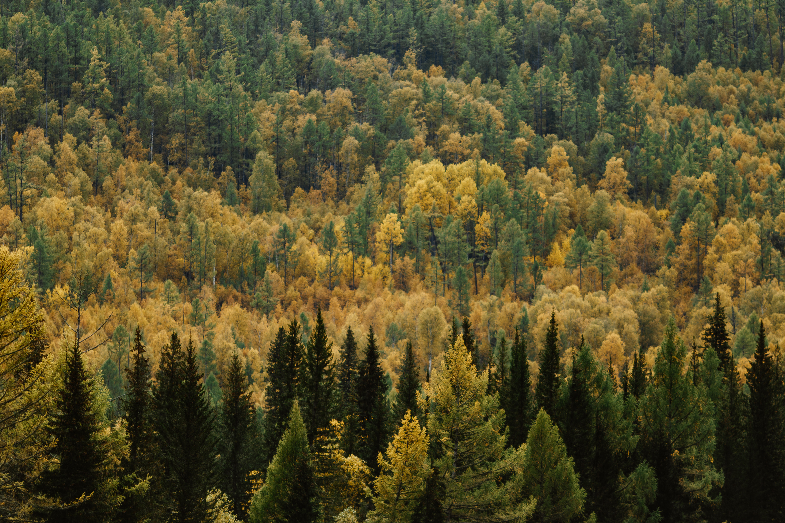 Тема и Аня. Свадебный фотограф в Москве Денис Анурьев