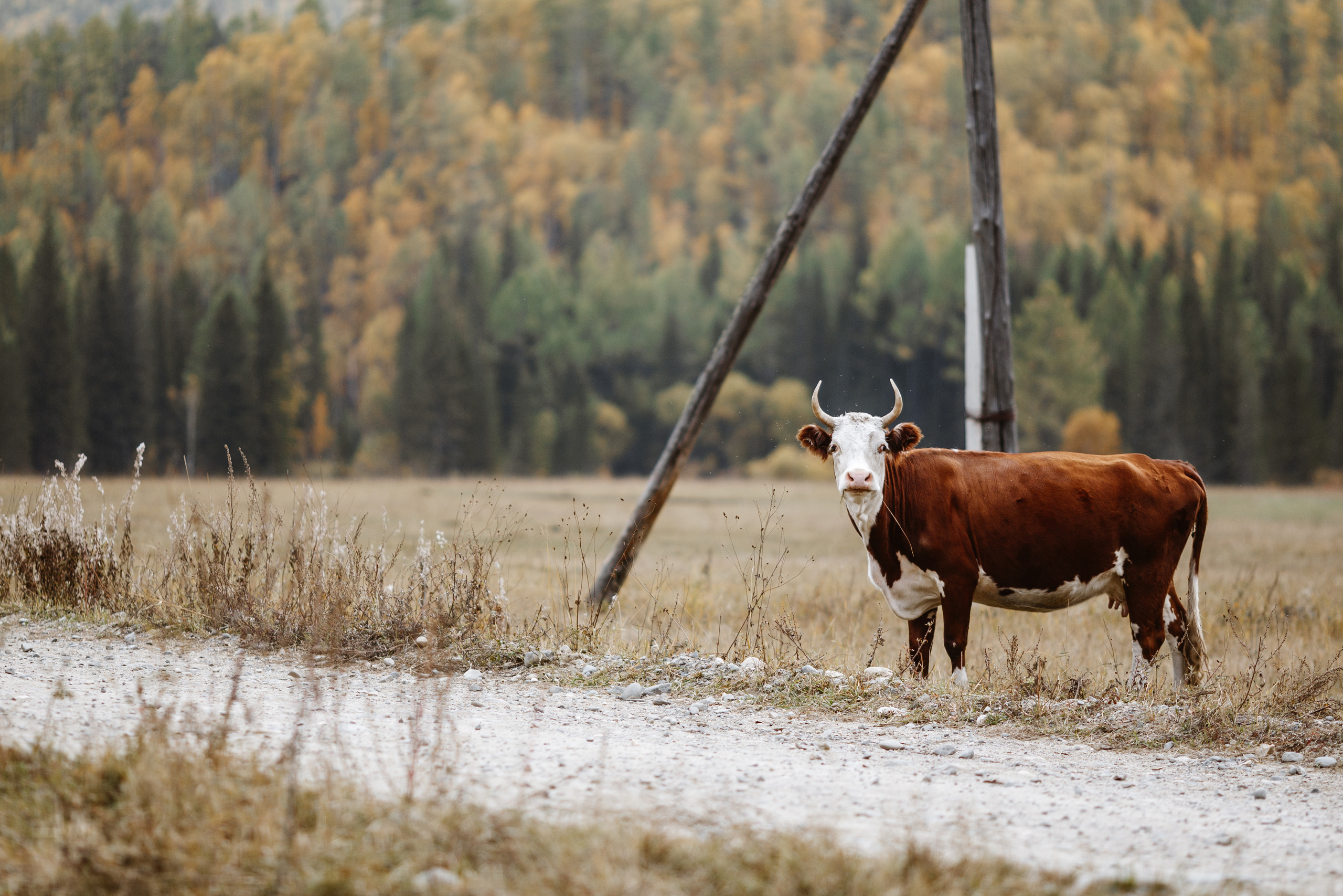 Тема и Аня. Свадебный фотограф в Москве Денис Анурьев