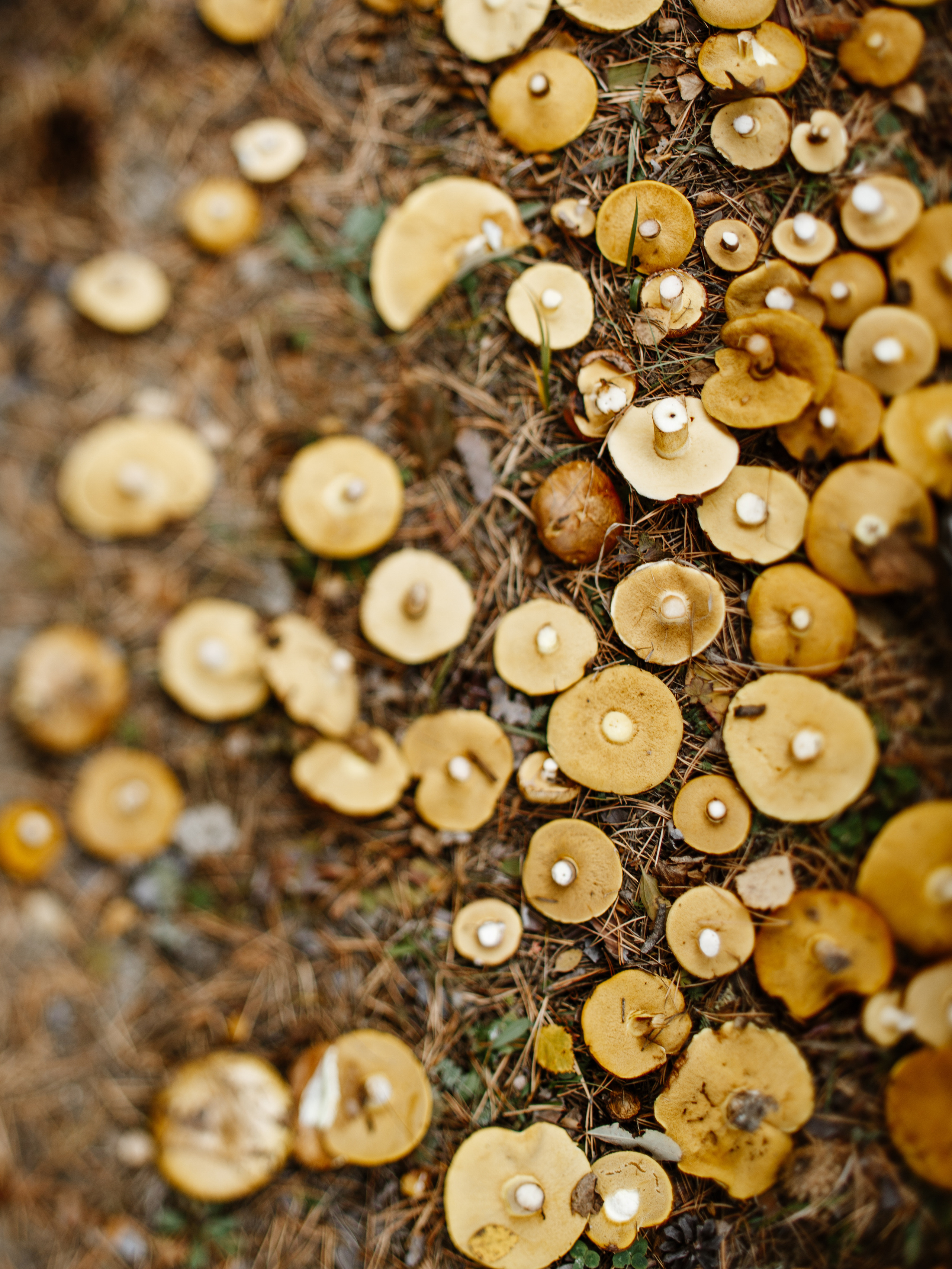Тема и Аня. Свадебный фотограф в Москве Денис Анурьев