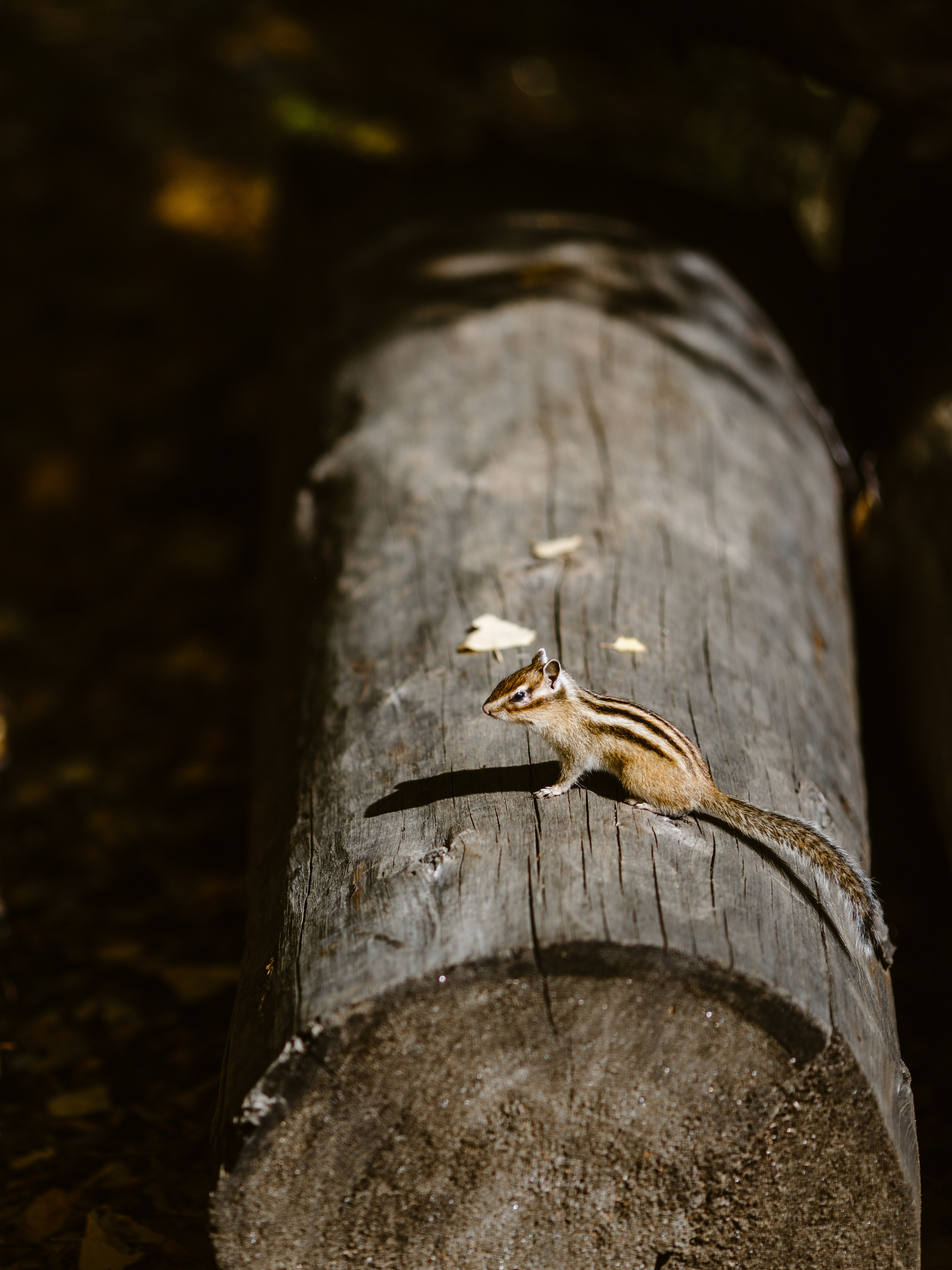 Тема и Аня. Свадебный фотограф в Москве Денис Анурьев