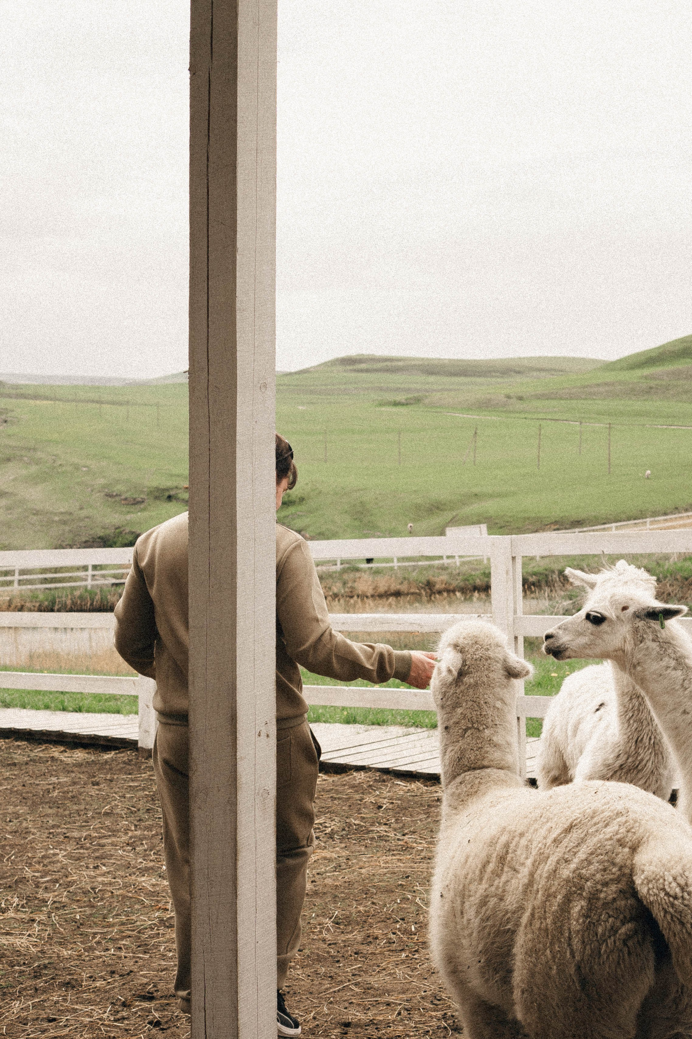 Ферма Альпак. Профессиональный фотограф, Санкт-Петербург — Виктория Богомолова
