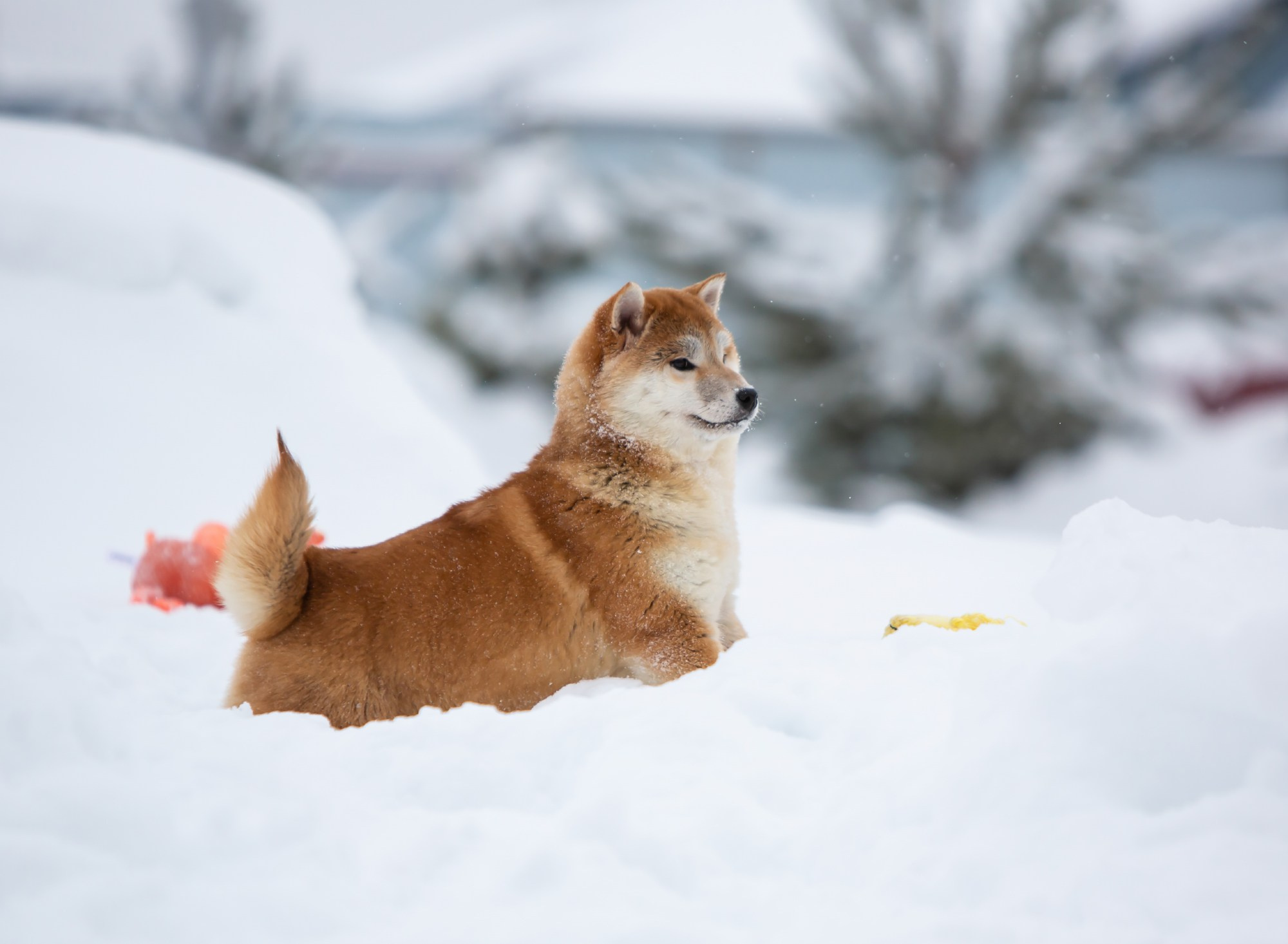 СИБА. SHIOMARU Питомник сиба и акита-ину