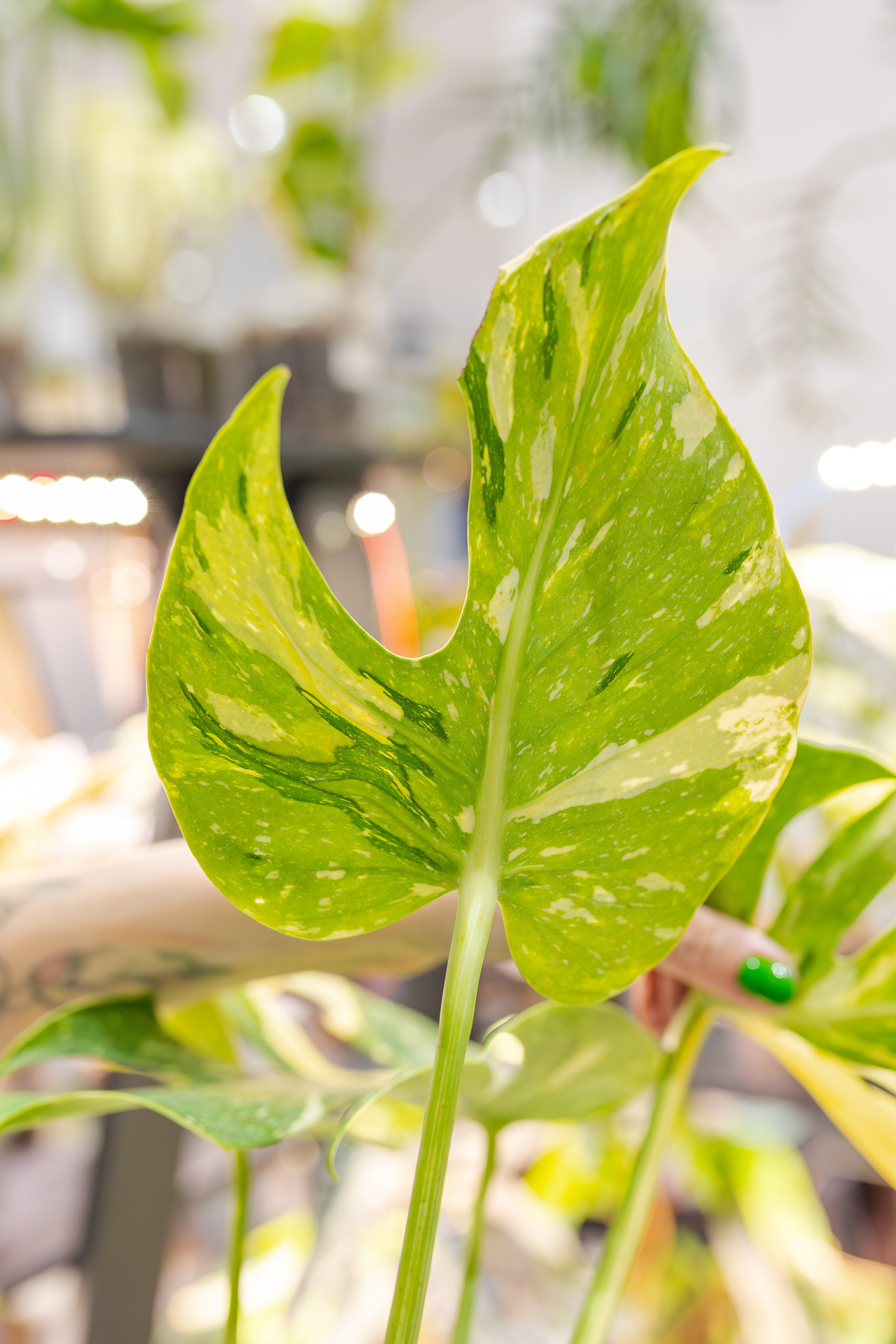 Монстериум апрель 2026. Александра Куликова фотограф, Москва
