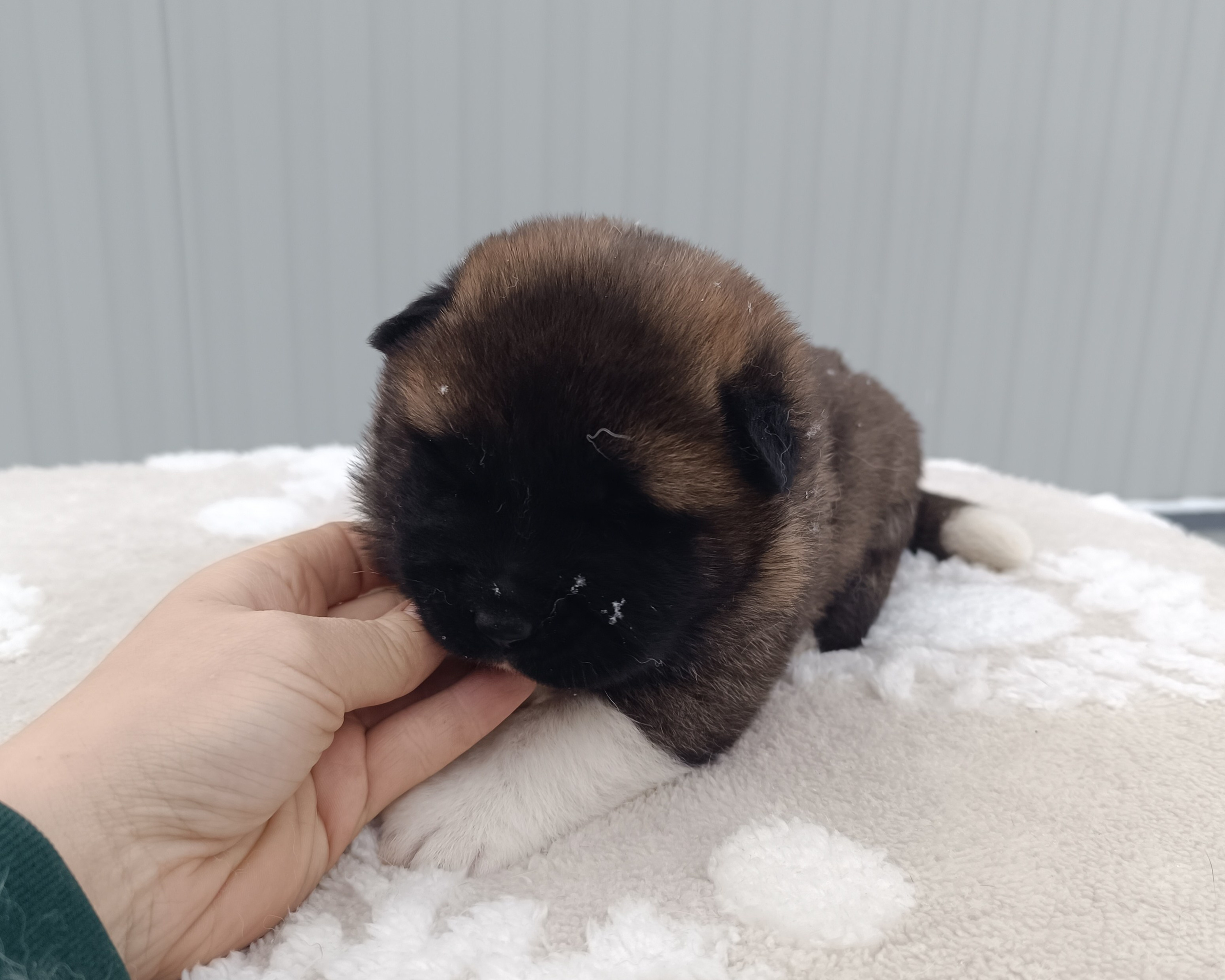 Американская акита  щенки питомник Санкт-Петербург клубные щенки Американская акита питомник RUBYLIGHT Рубилайт купить щенка американской акиты