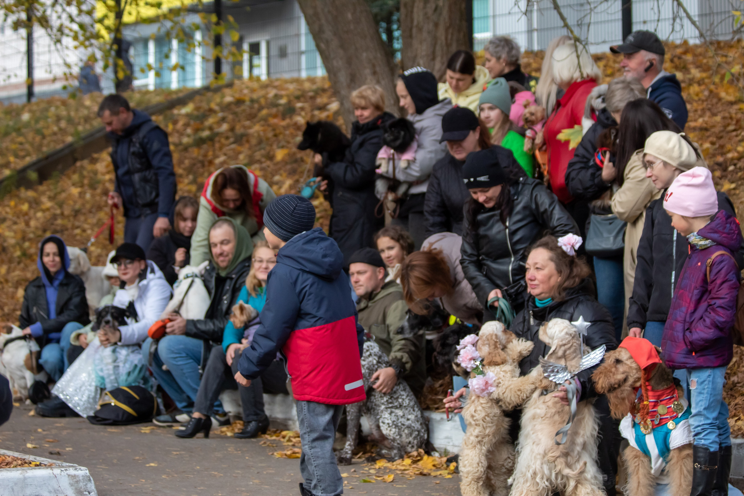 Костюмированный парад собак. Фотограф анималист — Тула, Москва