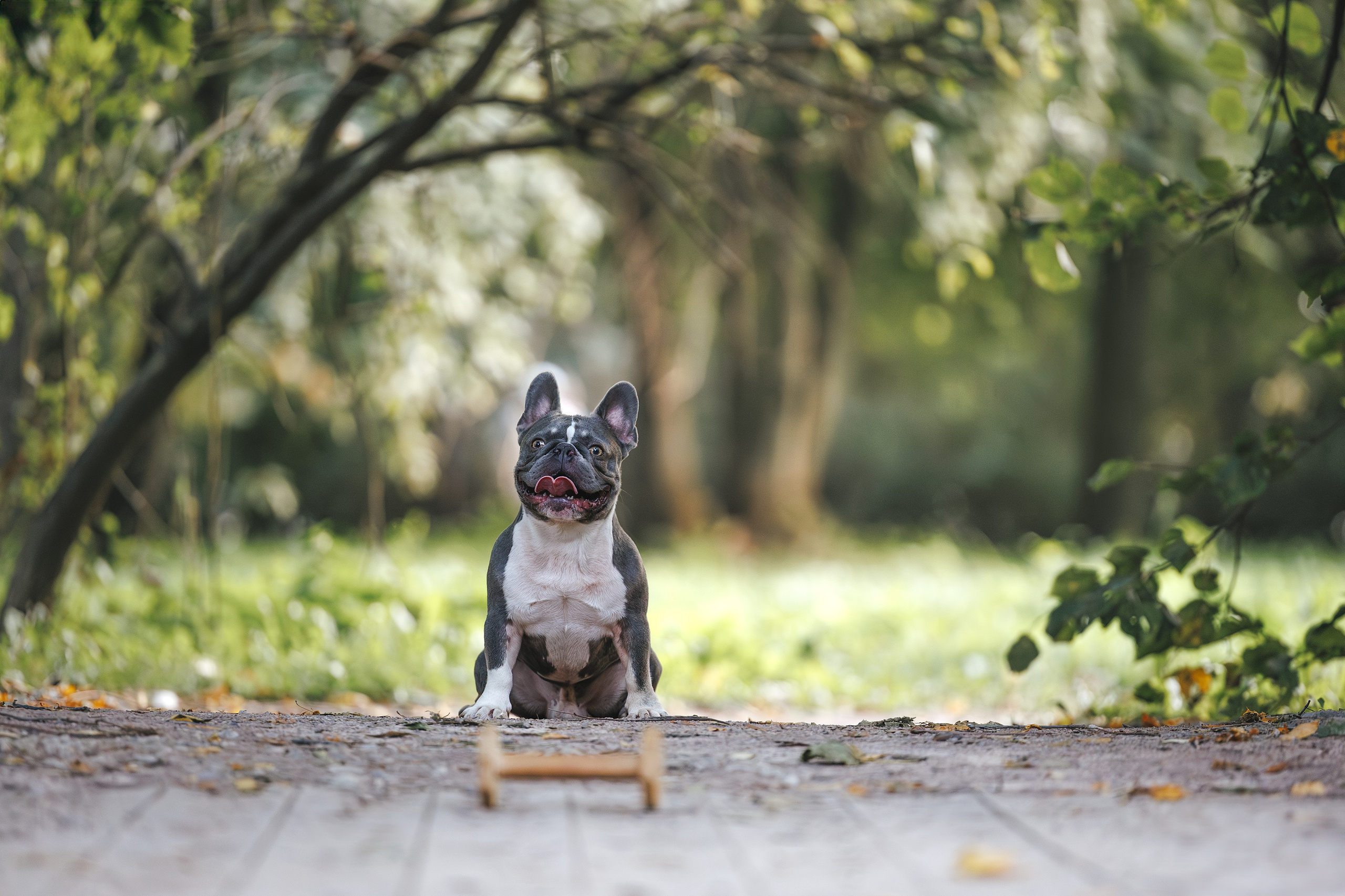 Французский Бульдог в Воронцовском парке (в обработке). Фотограф Анималист в Москве Анастасия Жучкова