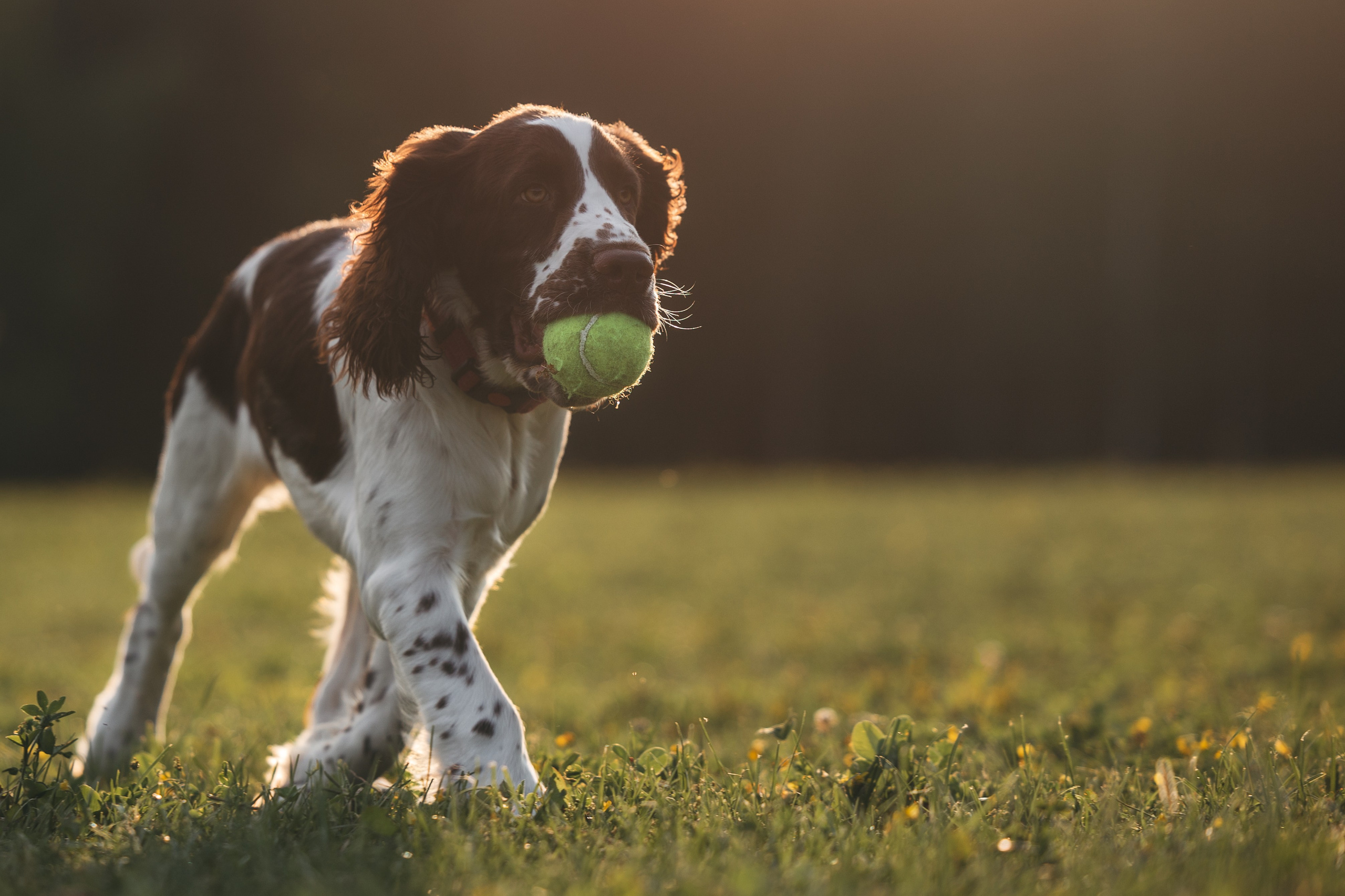 На закате. Фотограф Анималист в Москве Анастасия Жучкова