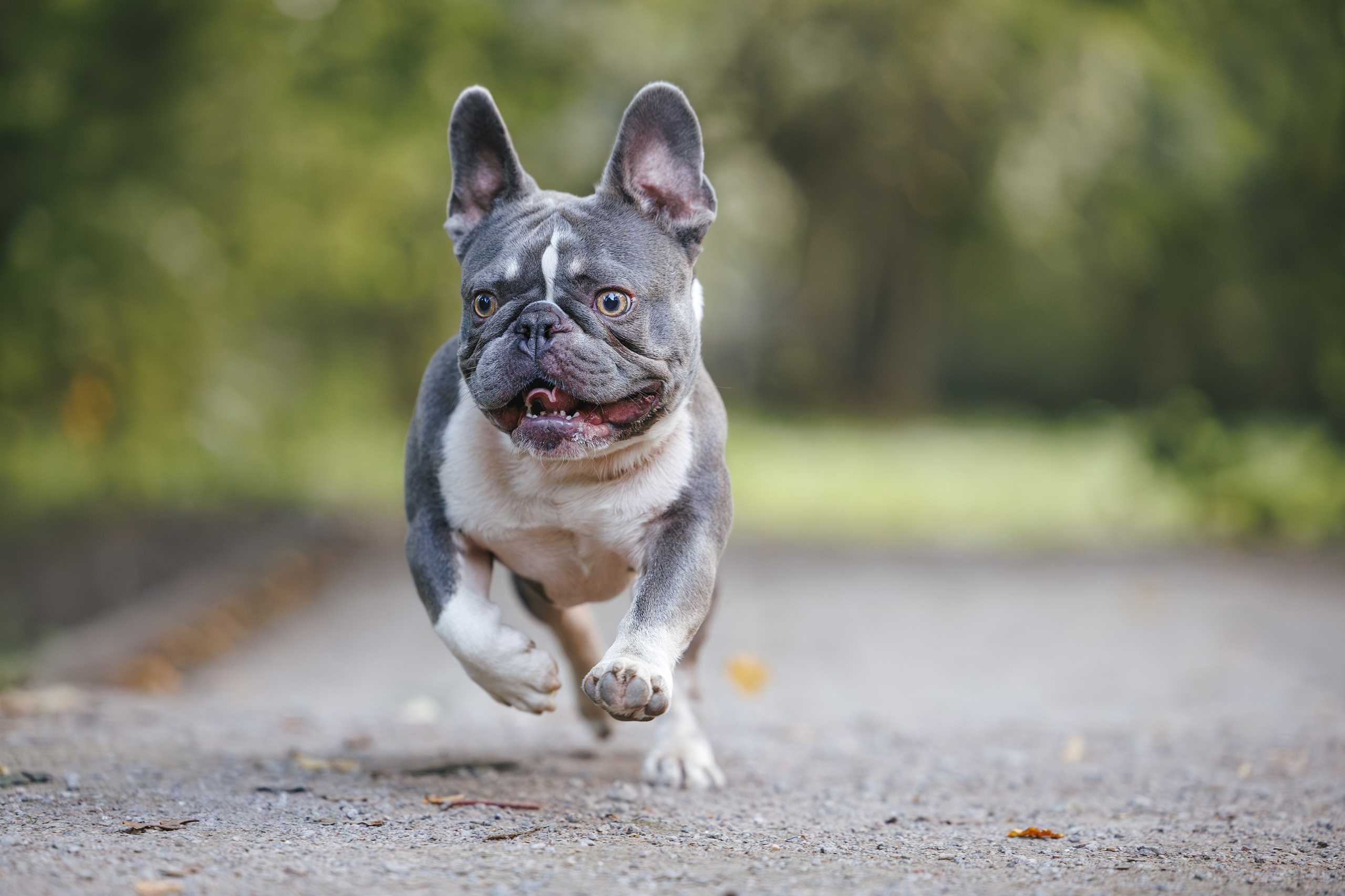 Французский Бульдог в Воронцовском парке (в обработке). Фотограф Анималист в Москве Анастасия Жучкова