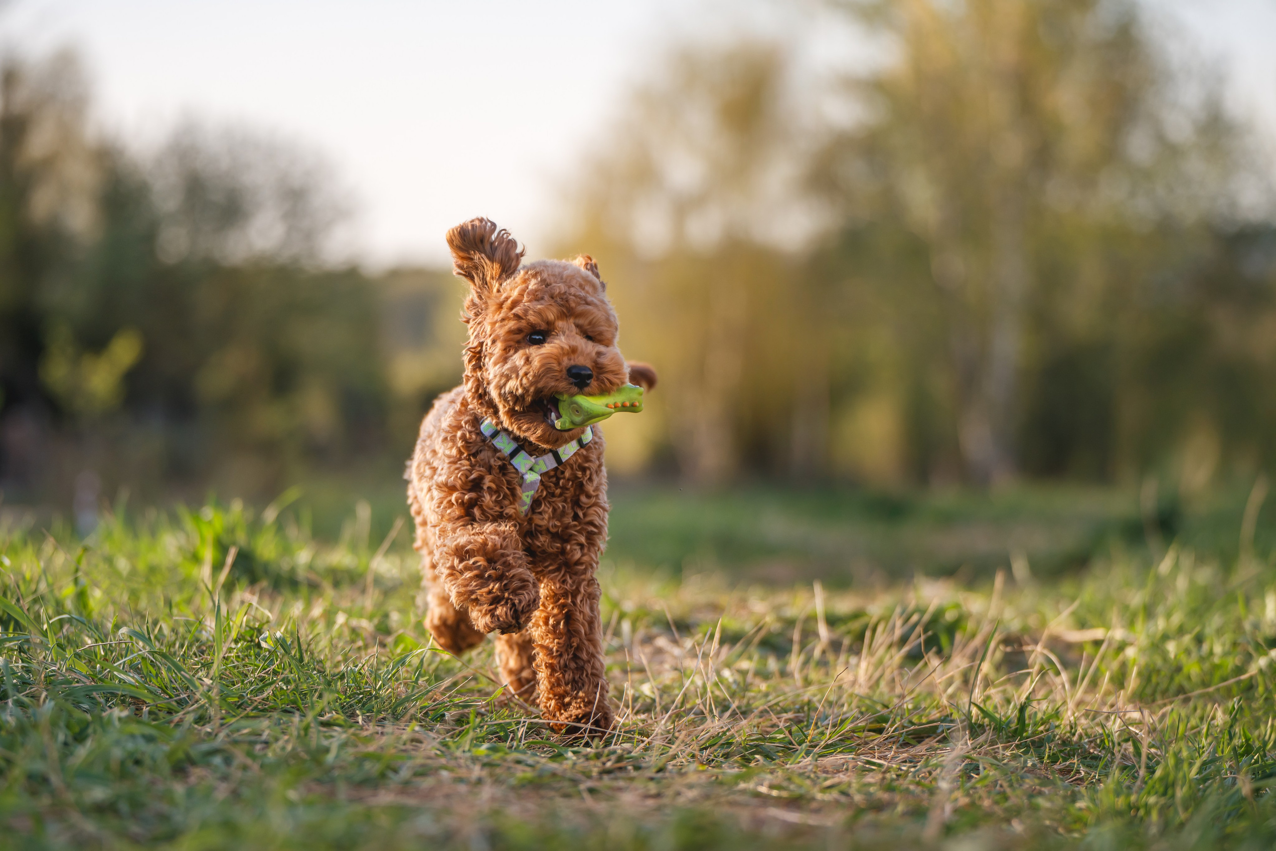 Пудель на закате. Фотограф Анималист в Москве Анастасия Жучкова