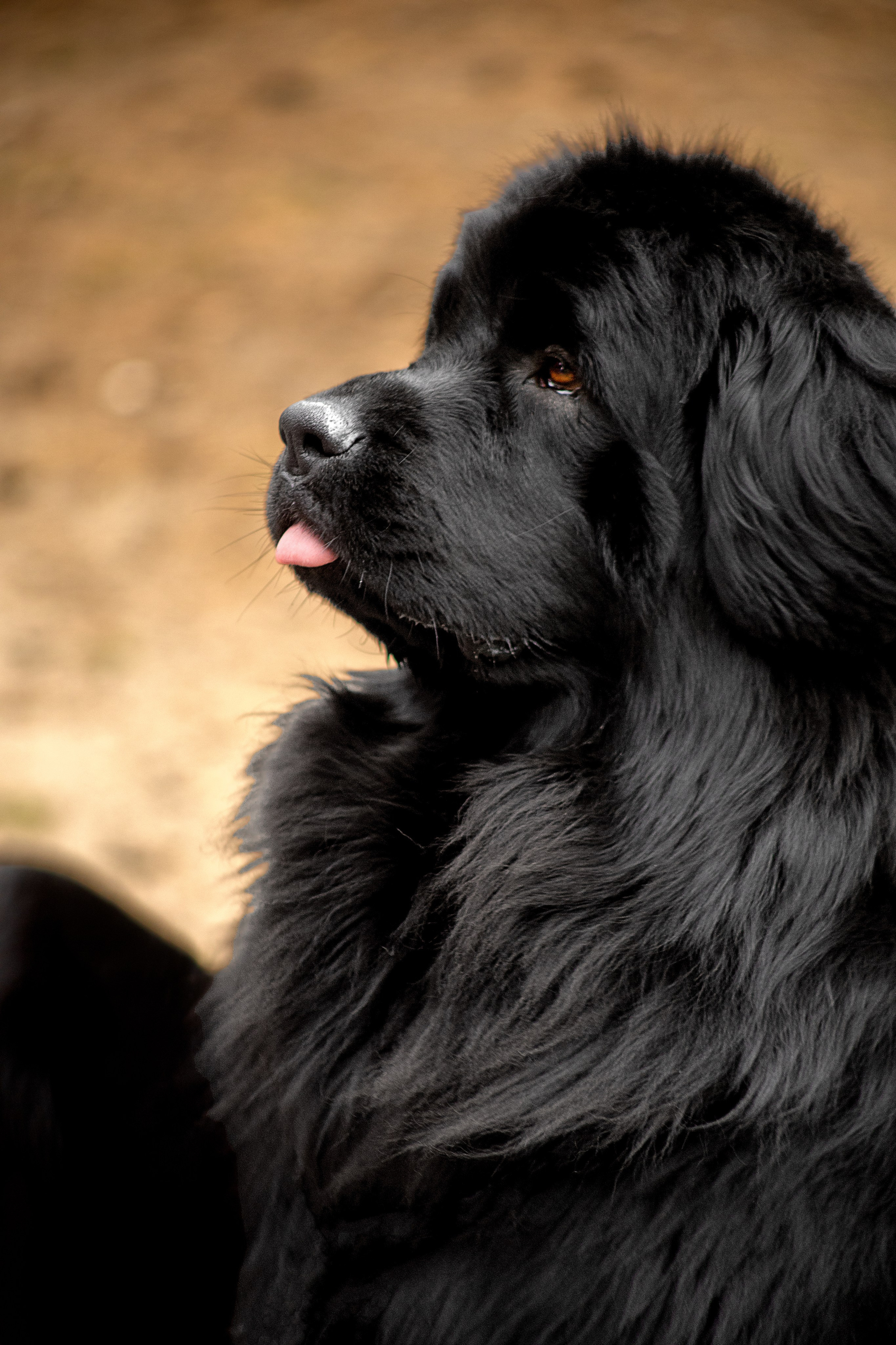 Анимализм г. Владимир. Воронина Наталия — индивидуальный и свадебный фотограф в Рязани