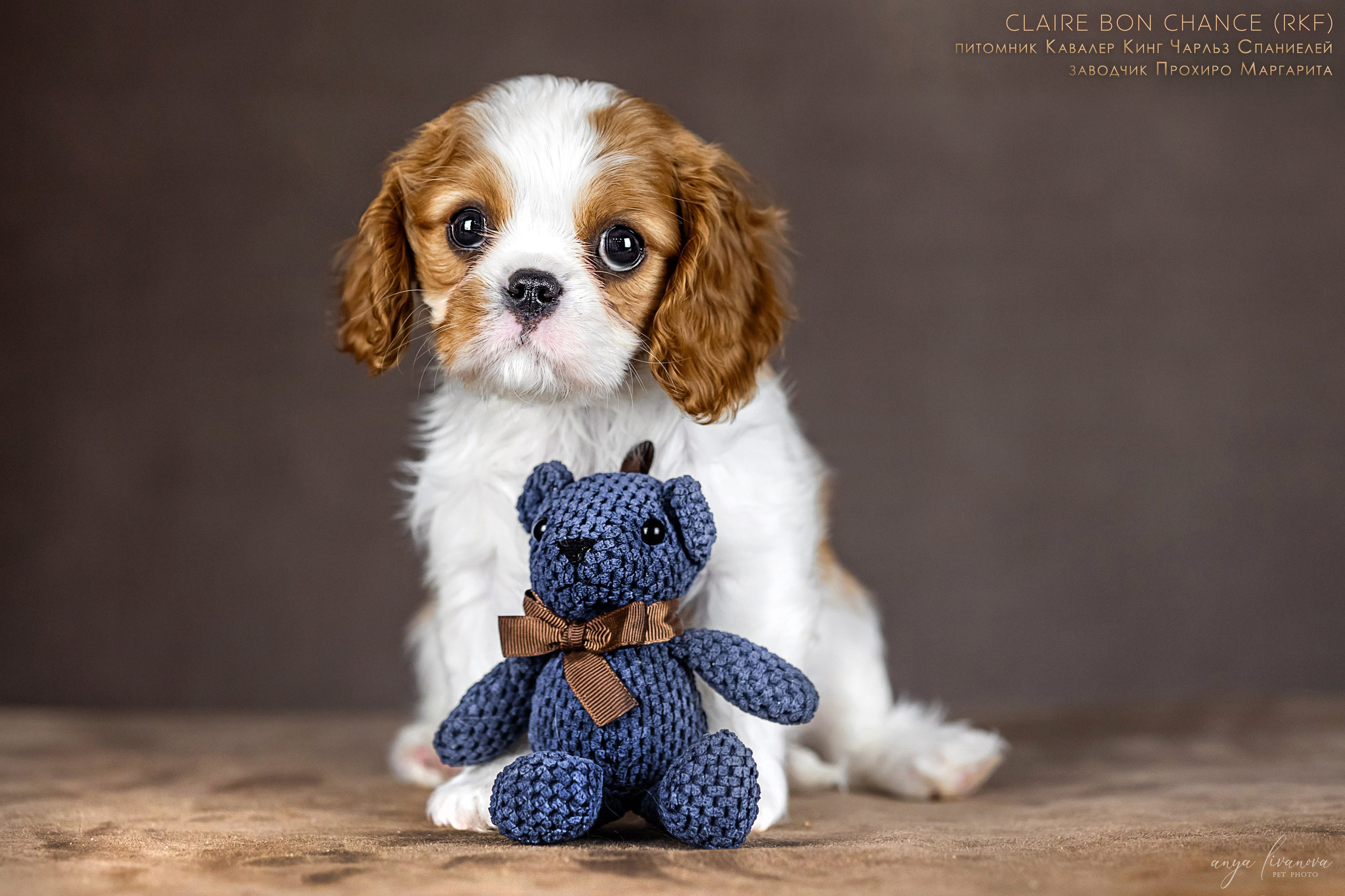 Кавалерчики. Фотограф анималист Аня Ливанова | Рыбинск