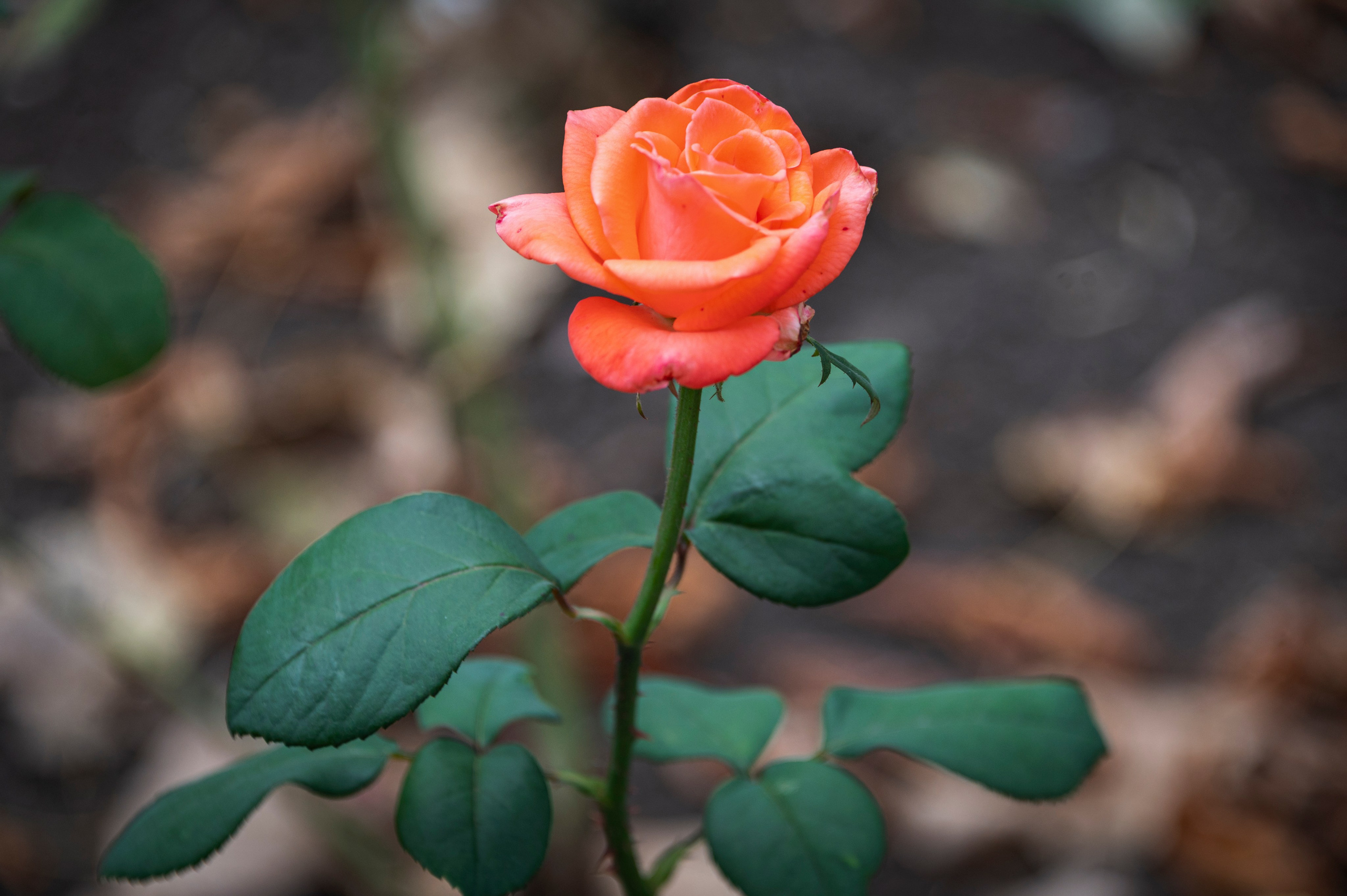 Фото для презентации фотопроекта «Территории». Фотопроект «Территории»