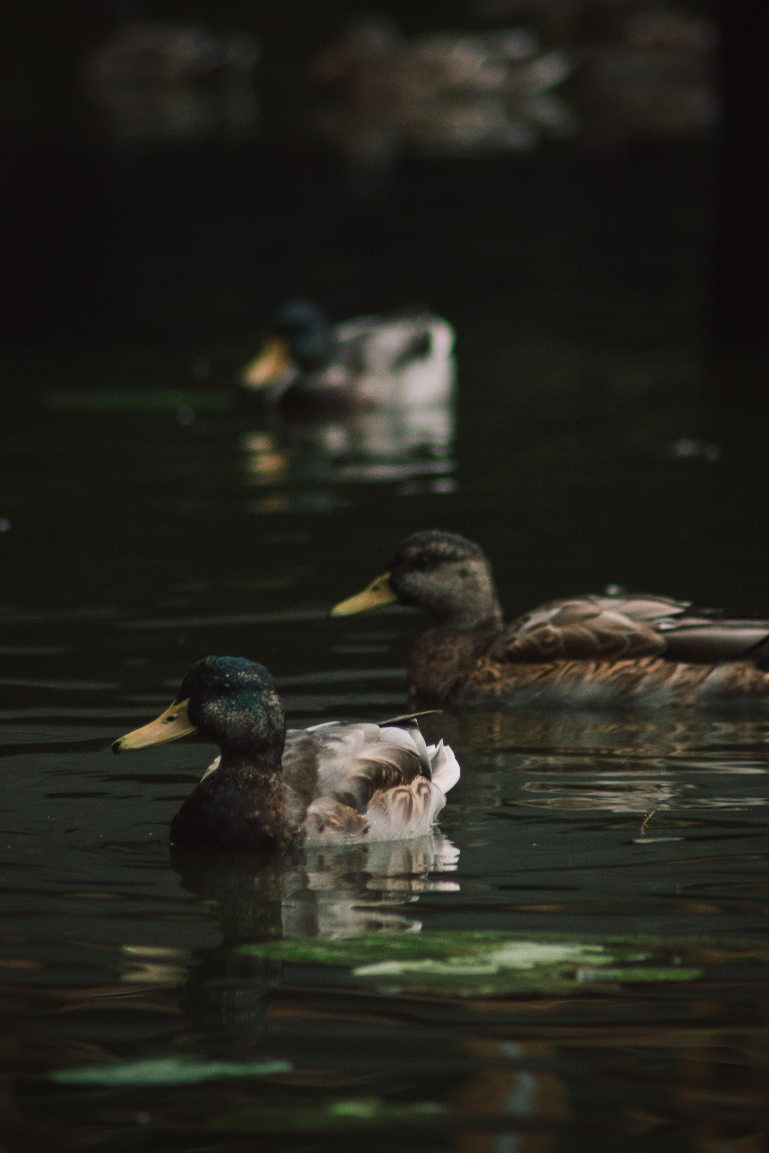 Т Е П Л Ы Й — З Е Л Е Н Ы Й. — Digital Noise —