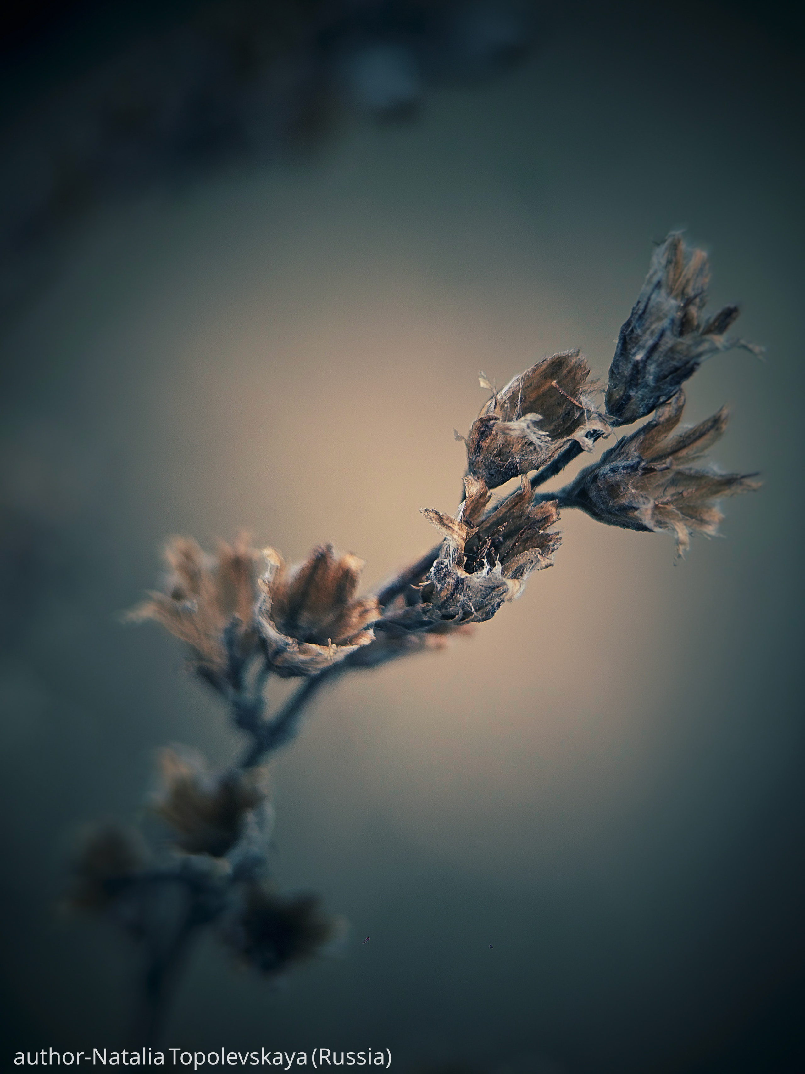 Gallery. UNUSUAL TALENT magazine