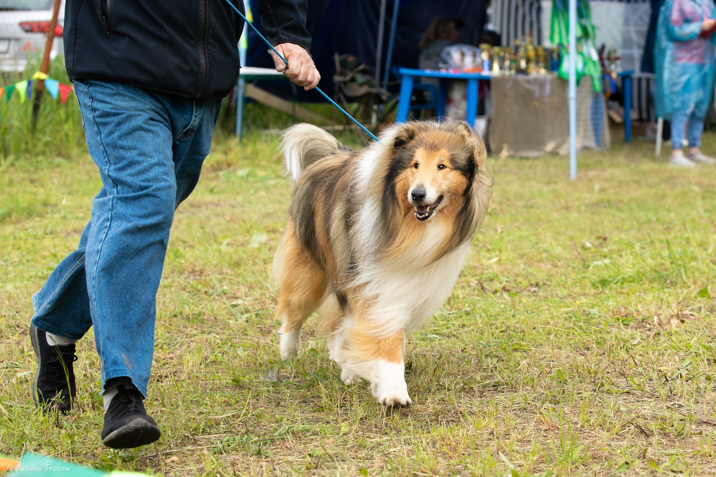 Фотосопровождение выставки собак в Московской области и Москве. Фотограф-анималист в Москве и Московской области Татьяна Фролова
