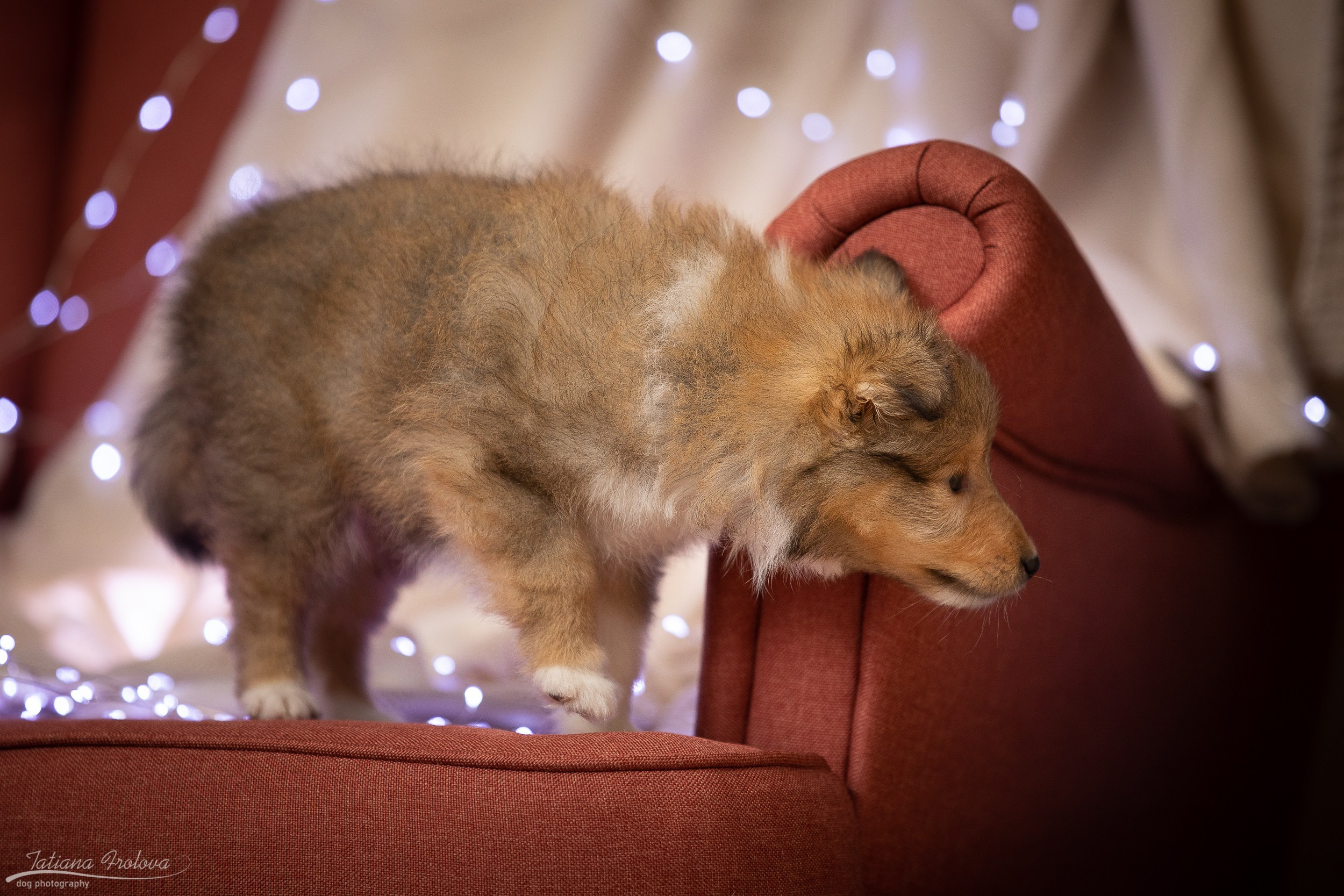 Съёмка щенков дома. Фотограф-анималист в Москве и Московской области Татьяна Фролова