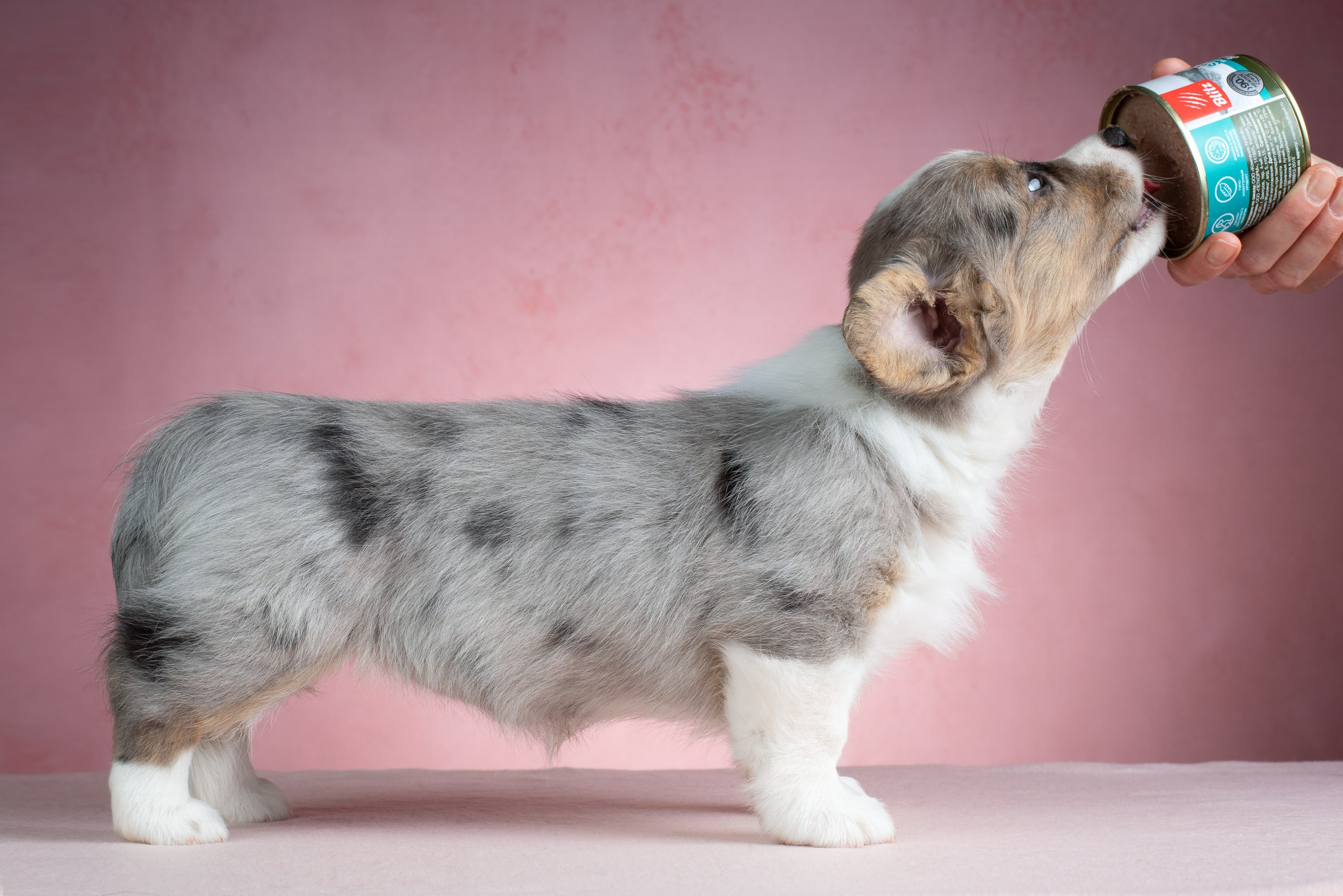 Съемка щенков на розовом фоне. Фотограф-анималист в Москве и Московской области Татьяна Фролова
