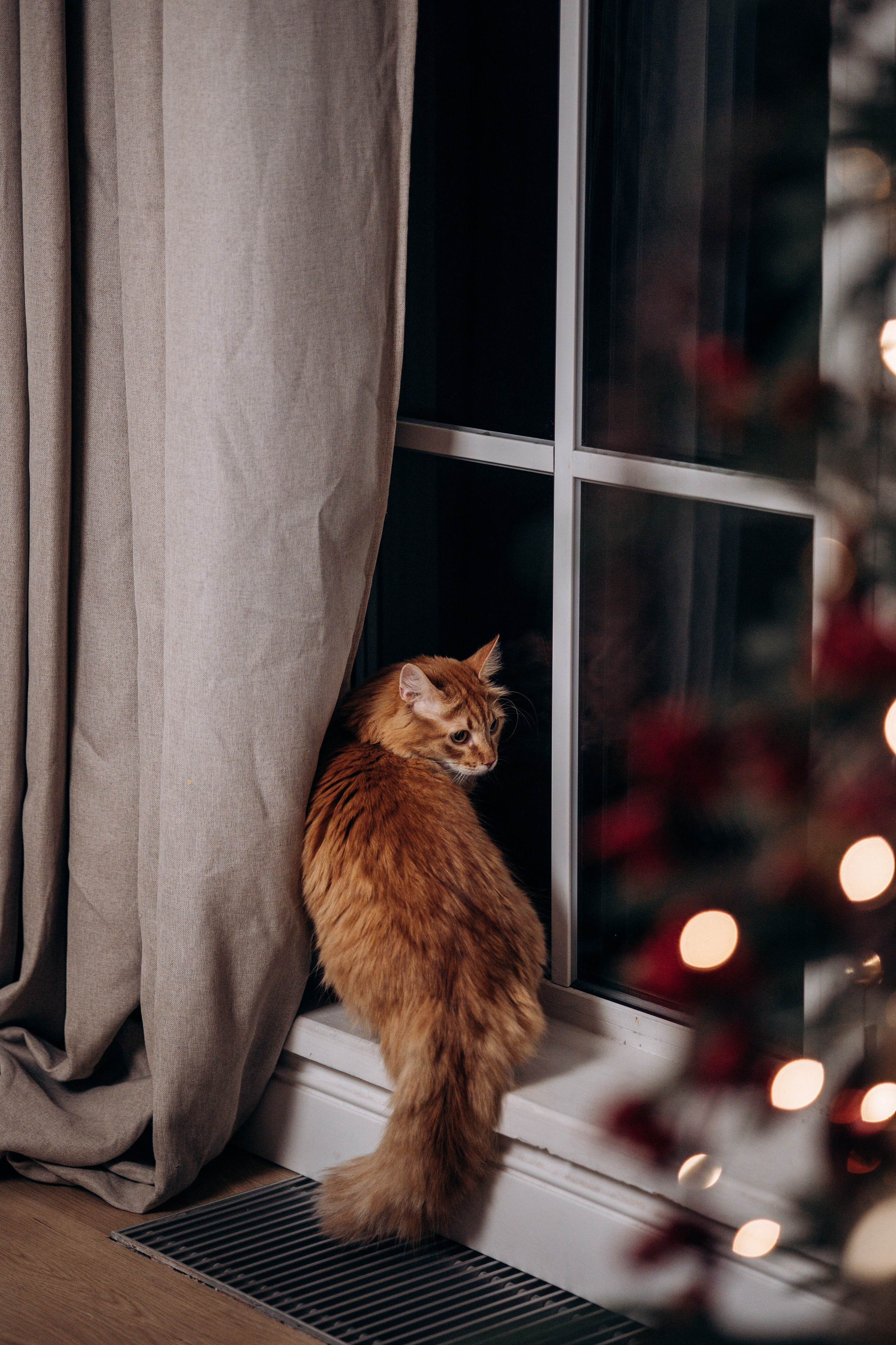 Эля и Франц. Фотограф — Анималист | Санкт-Петербург