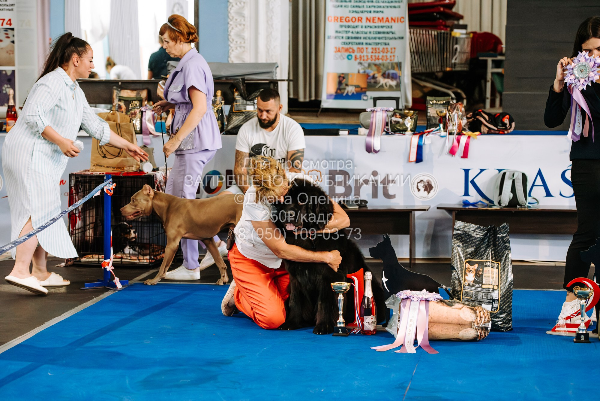 Национальная выставка собак всех пород ранга САС-IKU «Кубок Красноярск. Фотограф Диана Оленина Красноярск / Братск