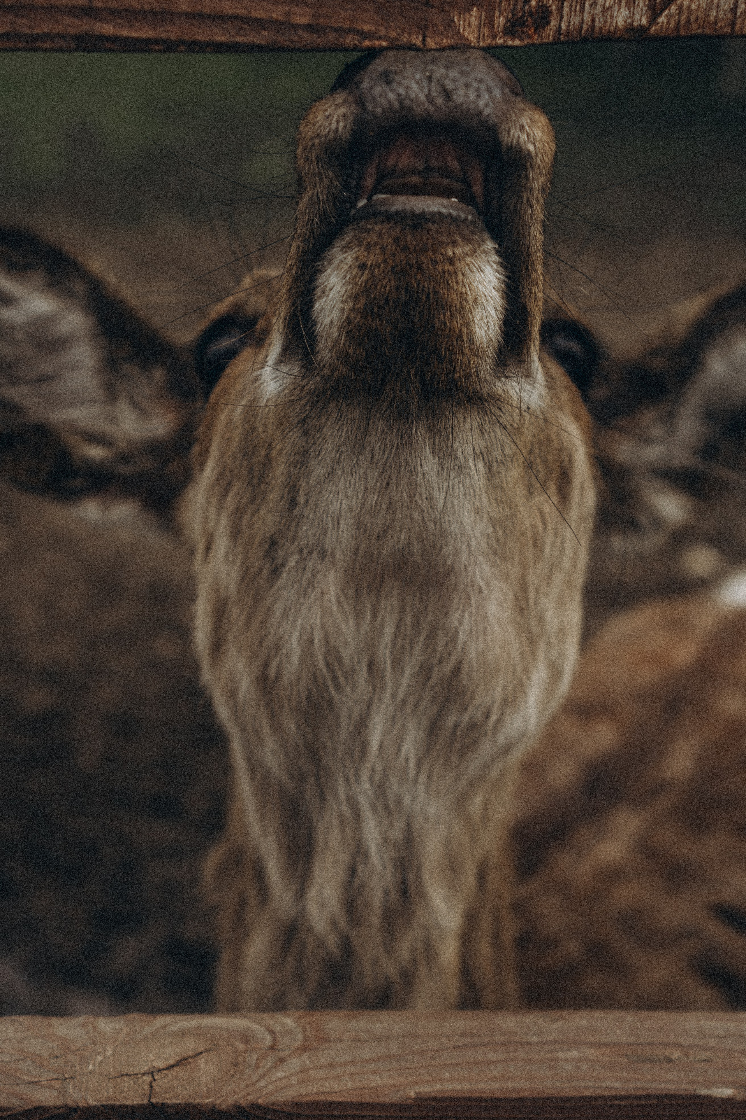 ОЛЕНЬЯ ФЕРМА В ТВЕРИ. Профессиональный фотограф, Санкт-Петербург — Виктория Богомолова