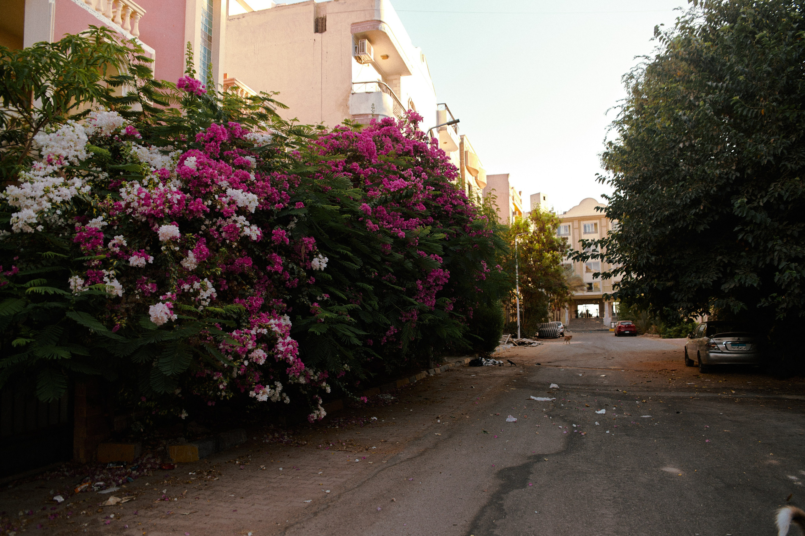 Улица горизонтальная. Jorgis — фотограф в Хургаде / обучение фотографии