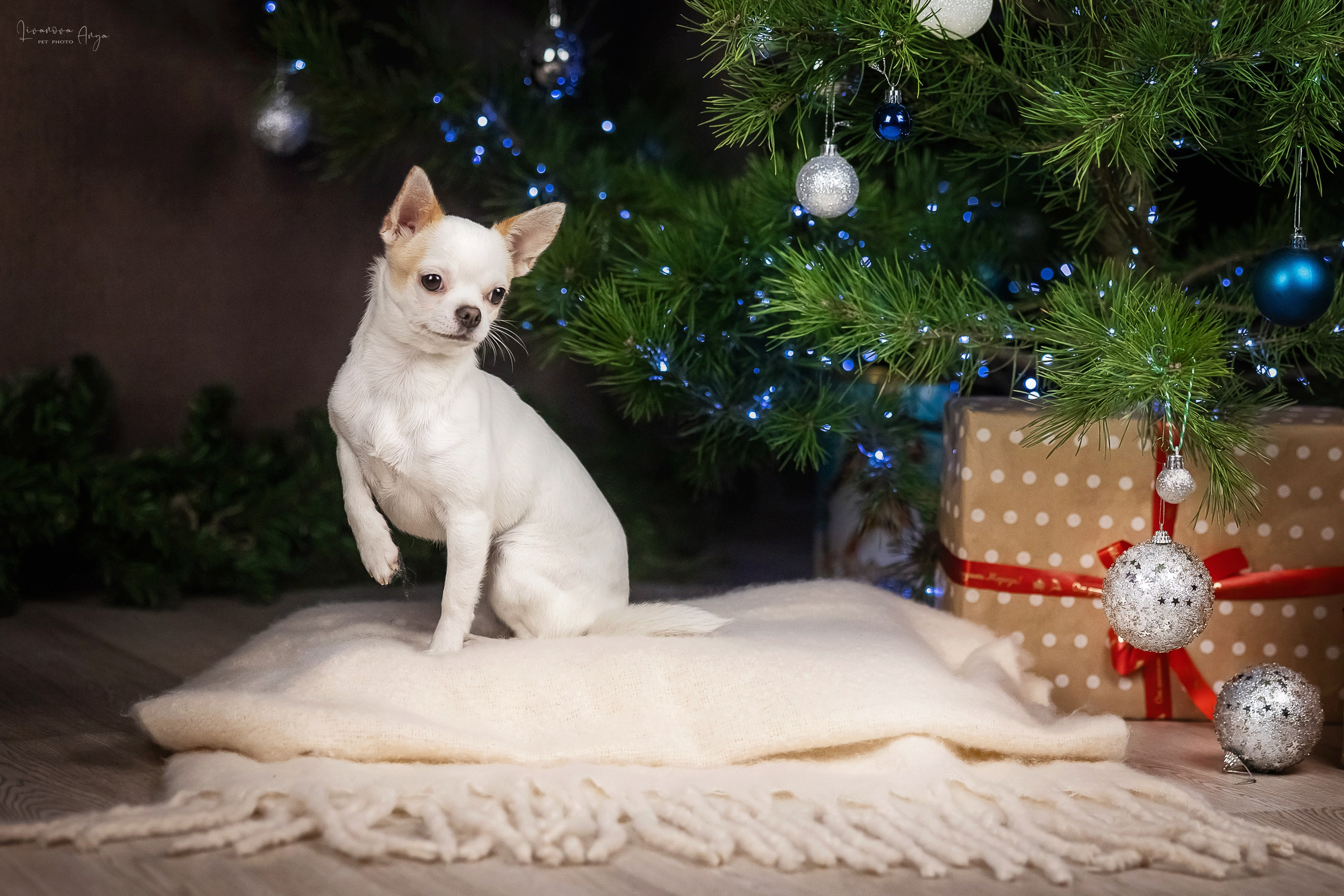 Фотодень_3 2025. Фотограф анималист Аня Ливанова | Рыбинск