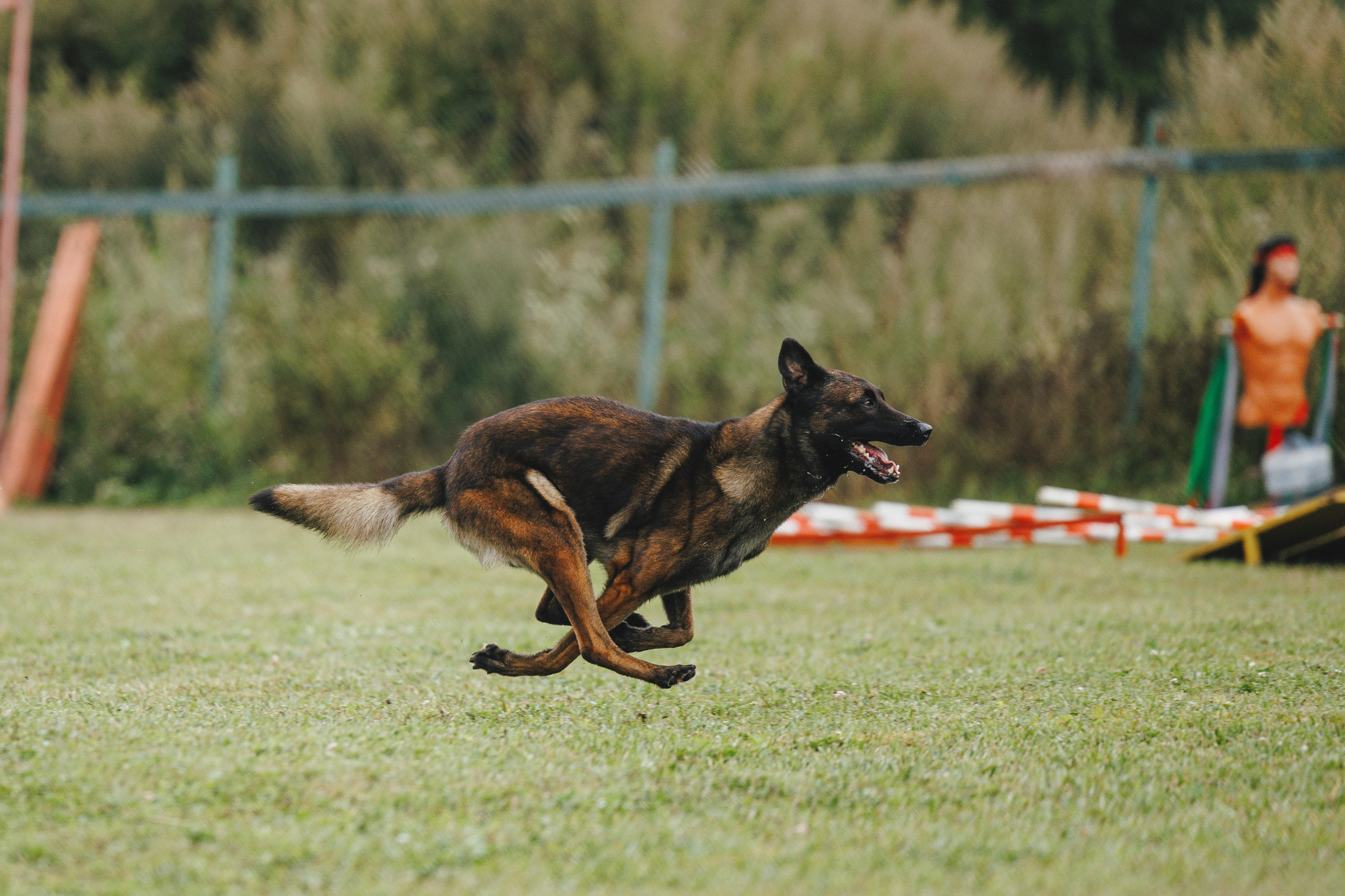 08.08.25-10.08.25 ЧР по мондьорингу г. Вологда. Фотограф-анималист Анна Маринич